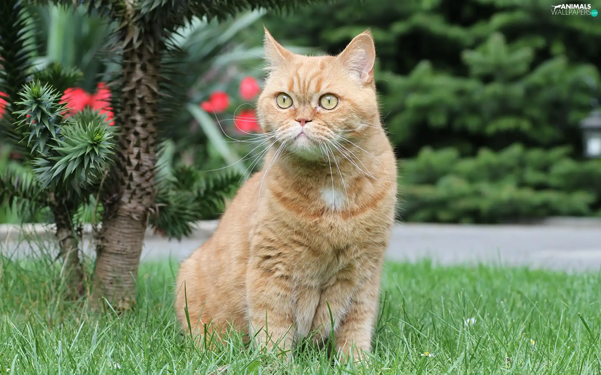 ginger, British Shorthair Cat