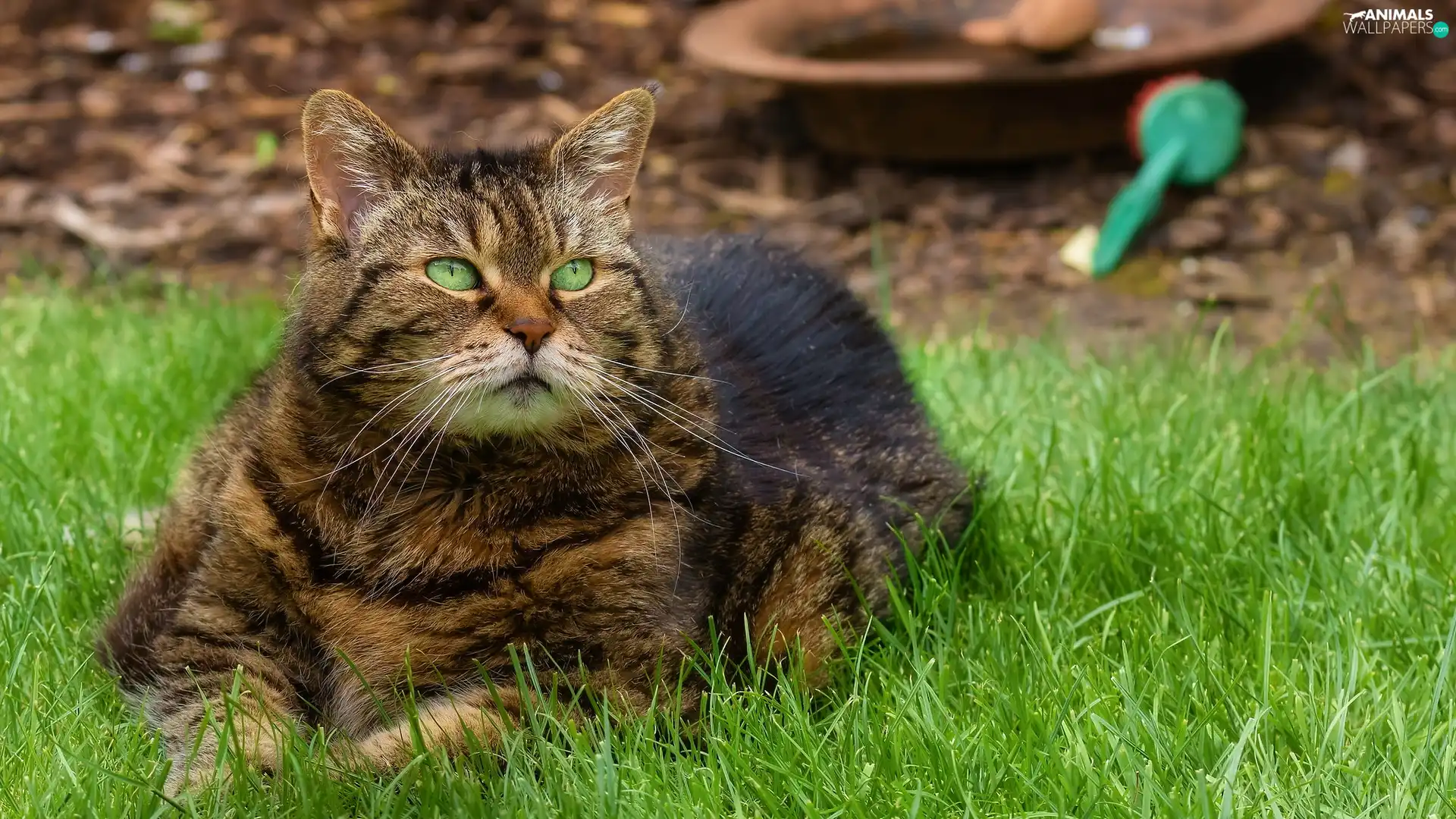 gazing, cat, grass, Green-eyed