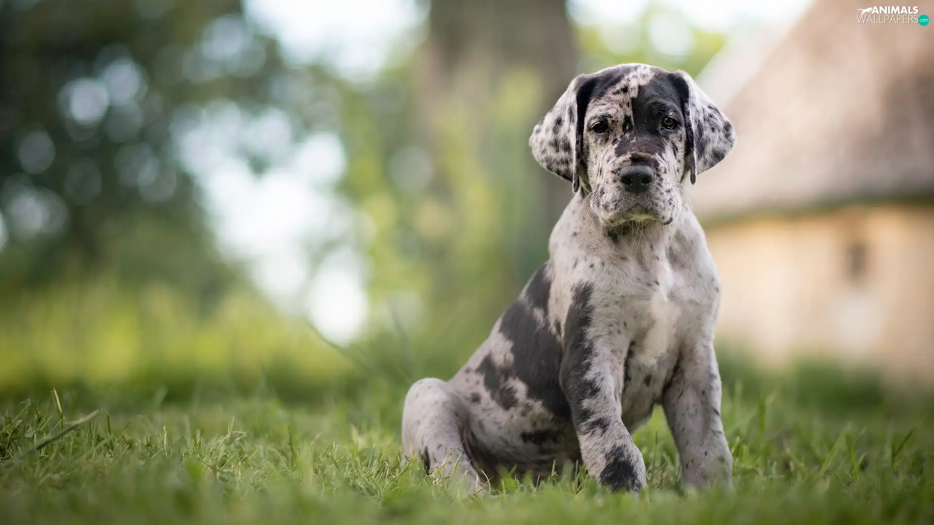 Patches, grass, Puppy, Catahoula Leopard Dog, dog