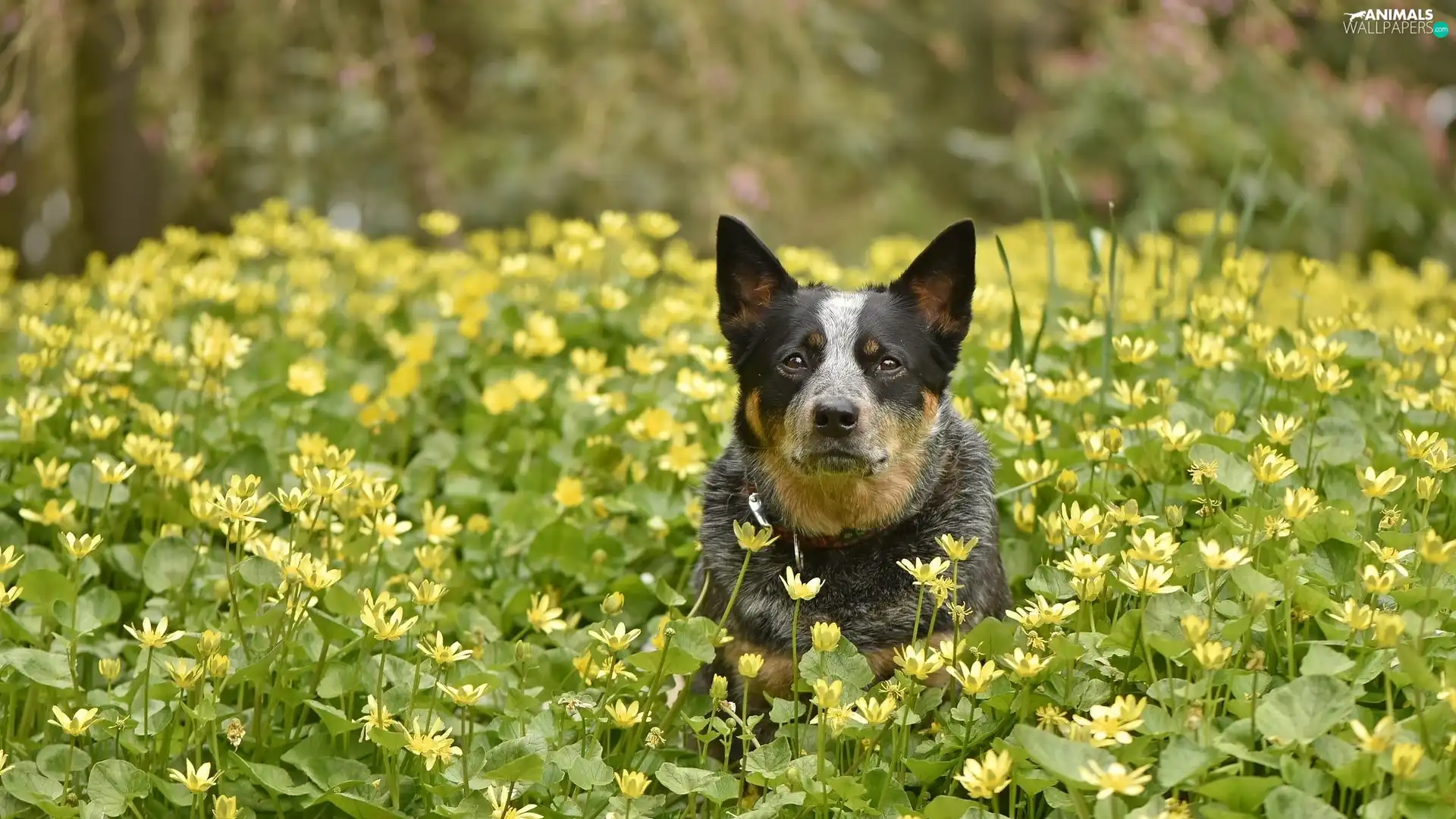 Yellow, Flowers, Australian cattle dog, Meadow, dog