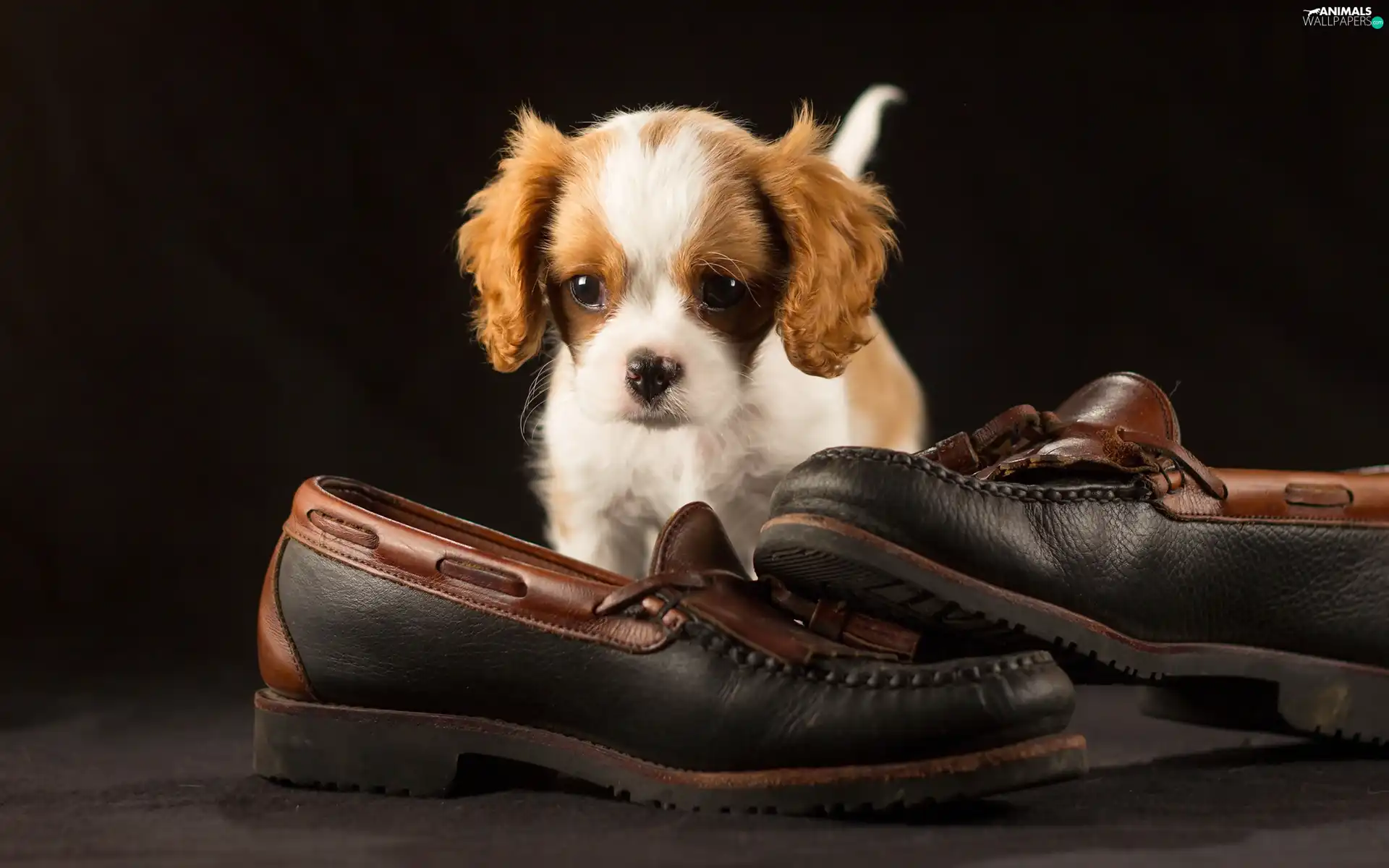 Boots, Puppy, Cavalier King Charles spaniel