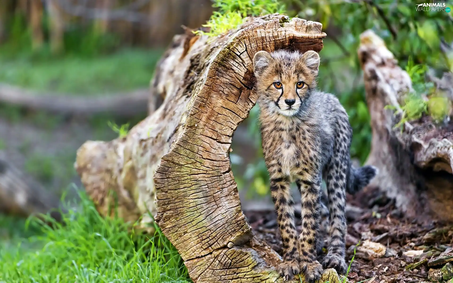 young, Cheetah