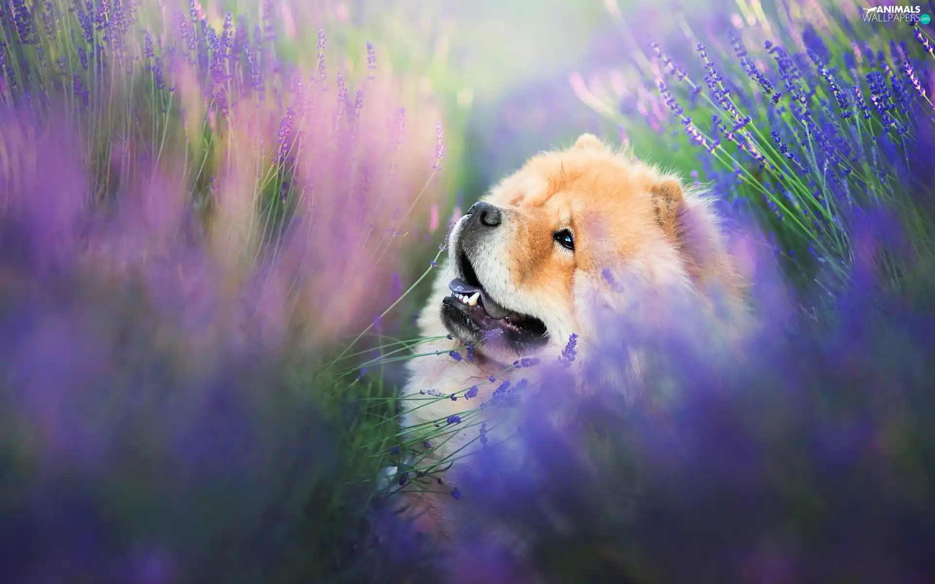 lavender, dog, Chow chow