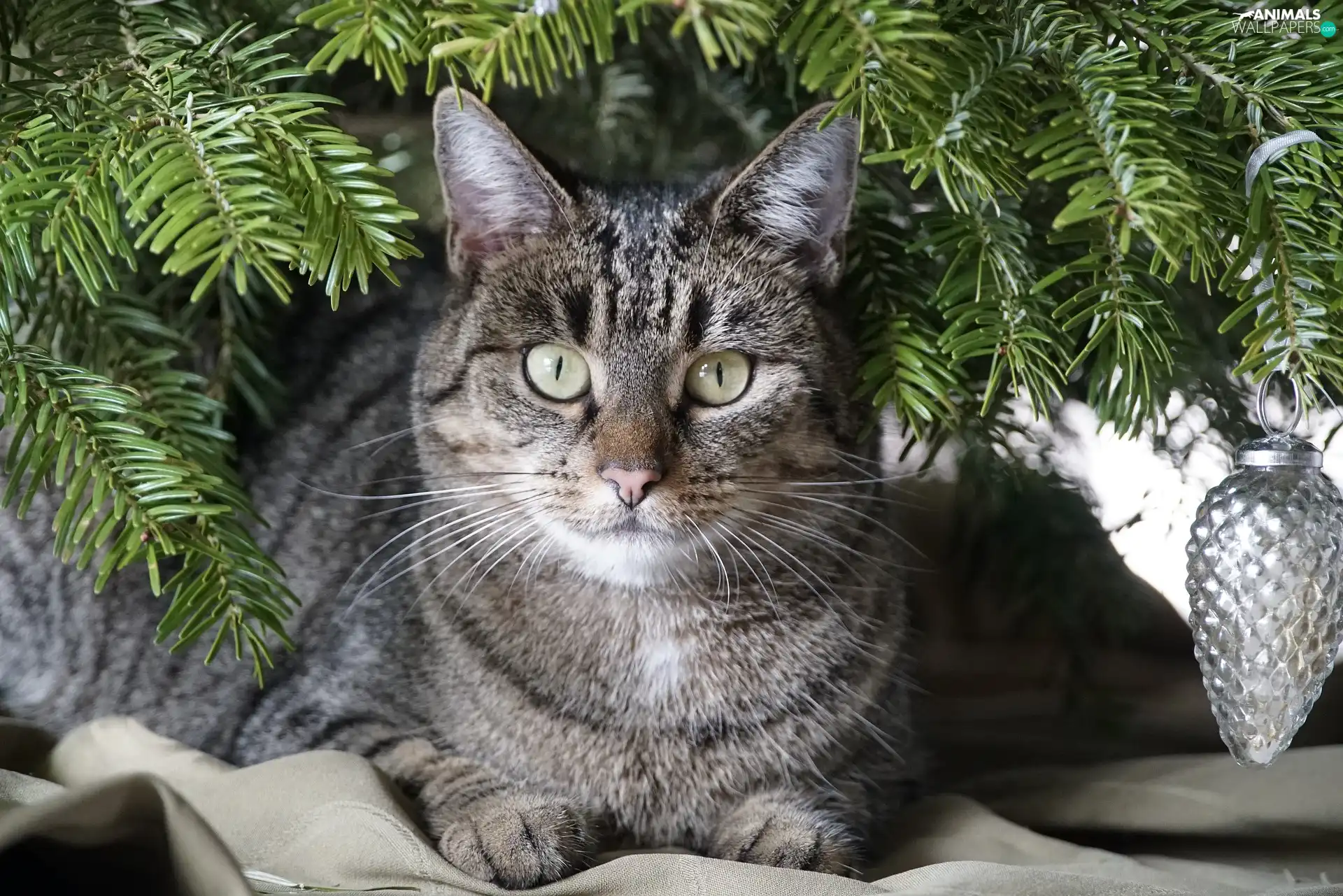 dun, christmas tree, bauble, cat