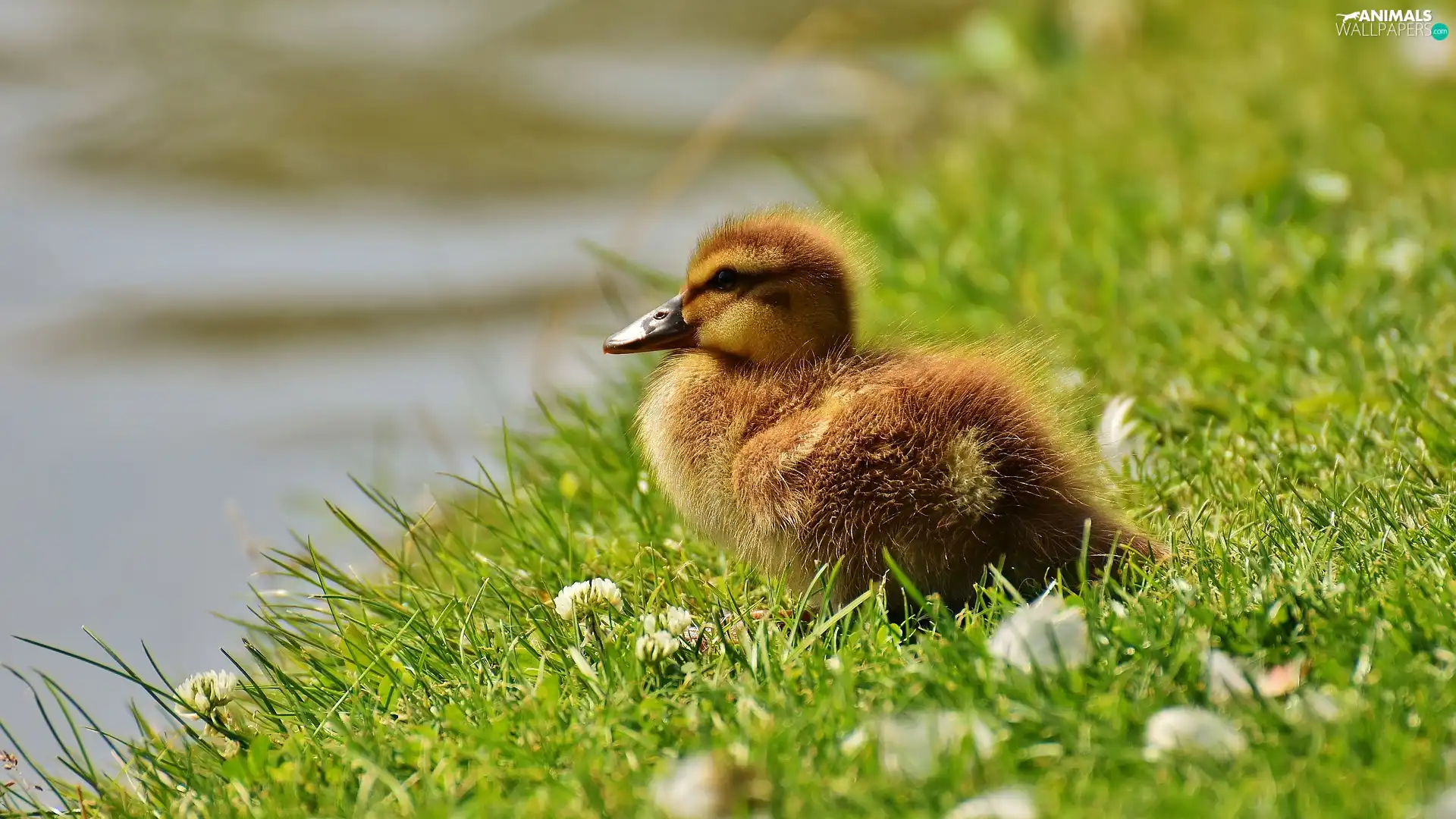 grass, clover, duck, Ducky, small