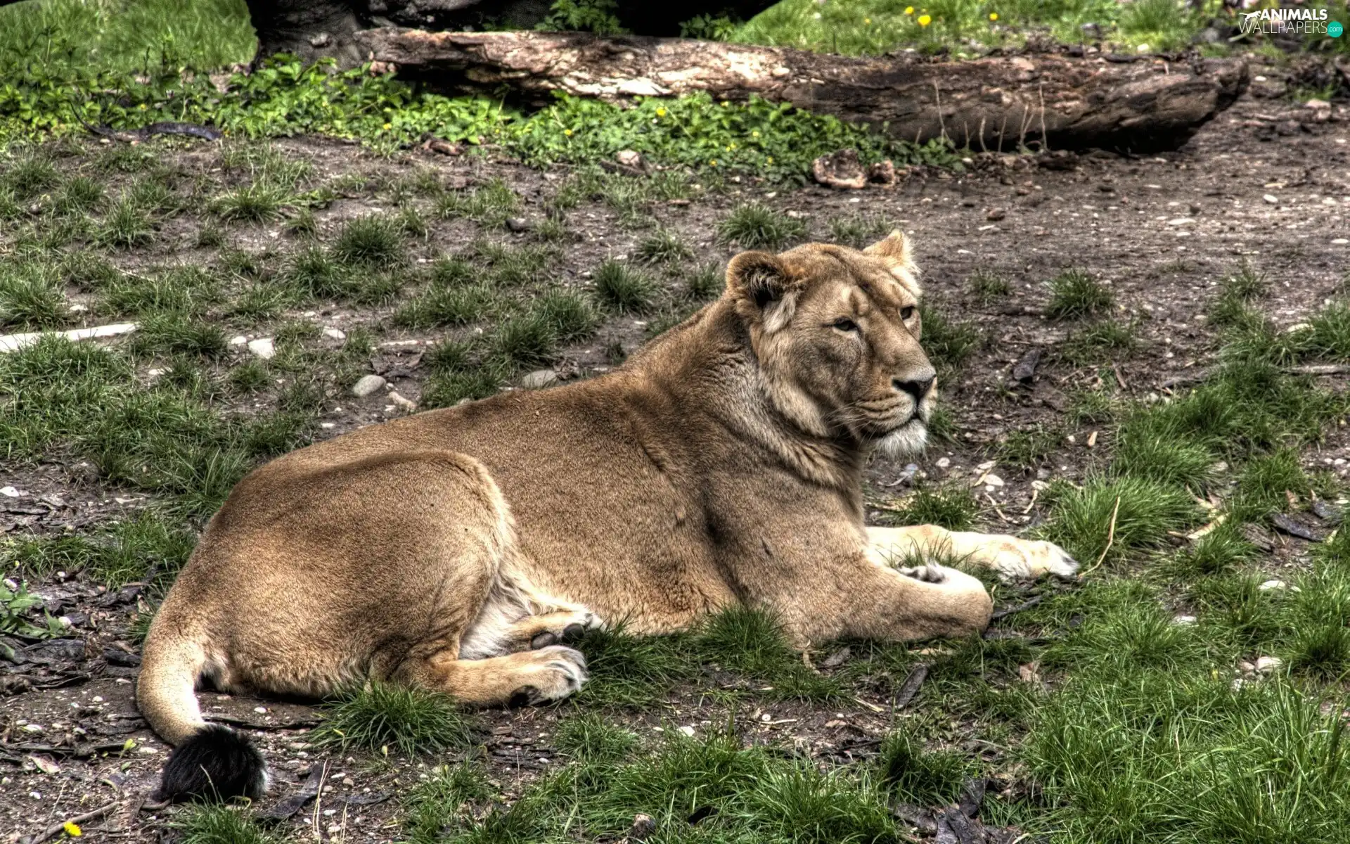 grass, Lod on the beach, Lioness, Clumps, laying