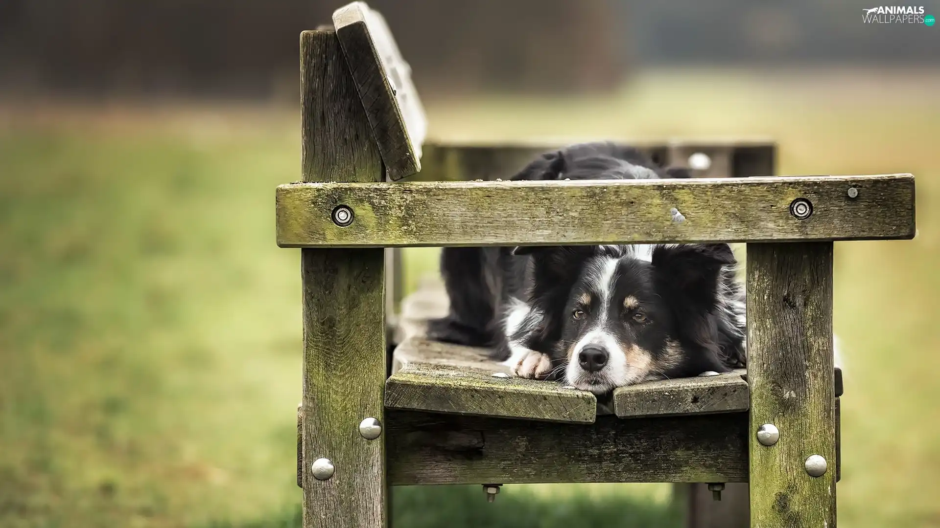 Bench, dog, Border Collie