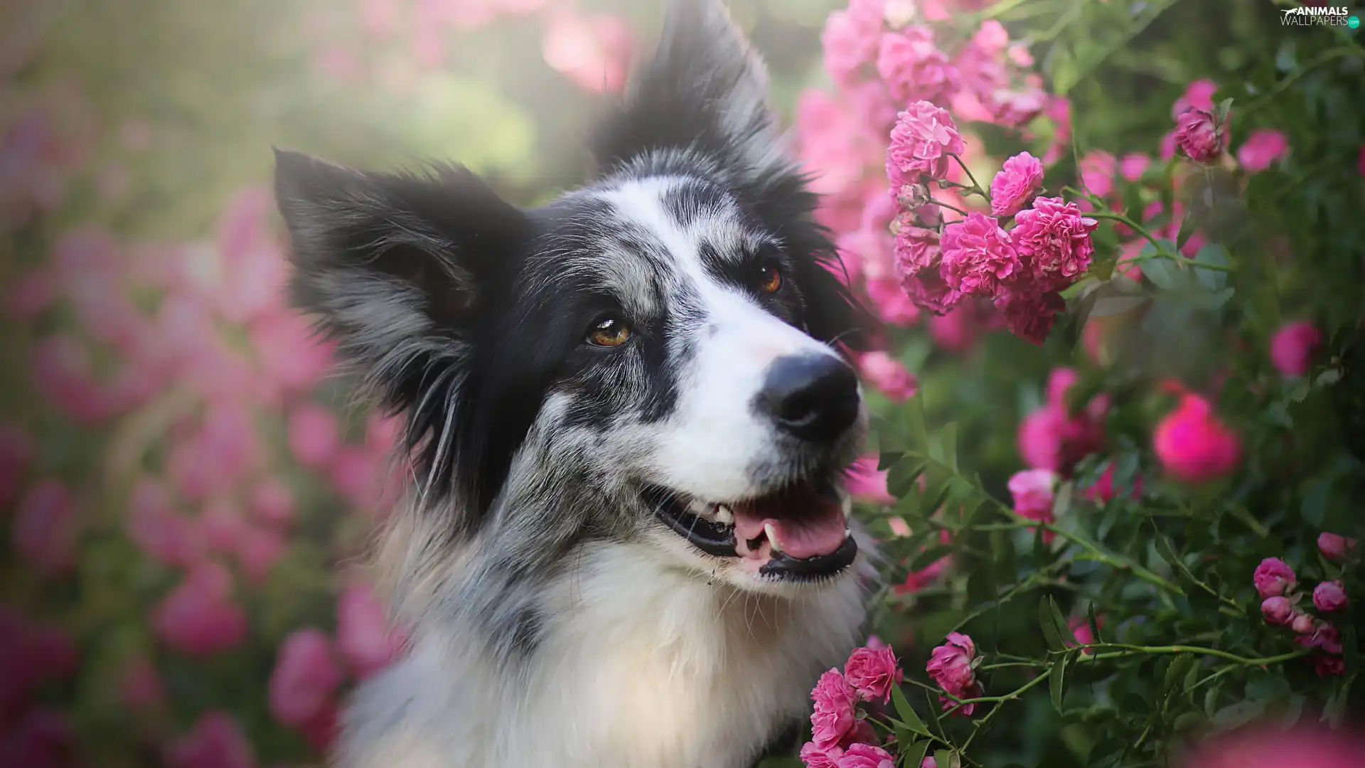 Flowers, roses, Border Collie, Pink, dog