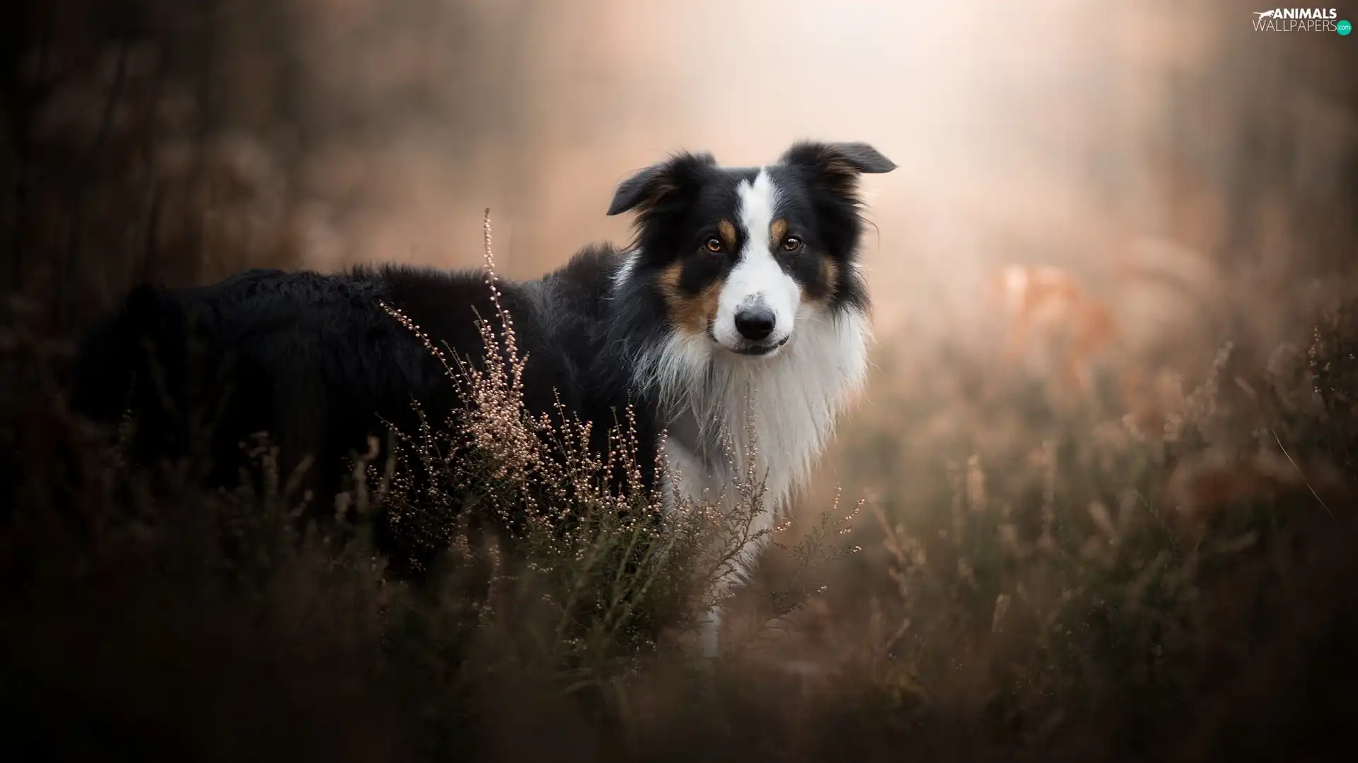 fuzzy, background, Border Collie, heathers, dog