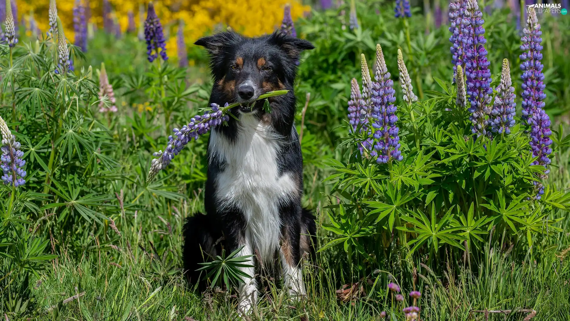 lupine, grass, Border Collie, Flowers, dog