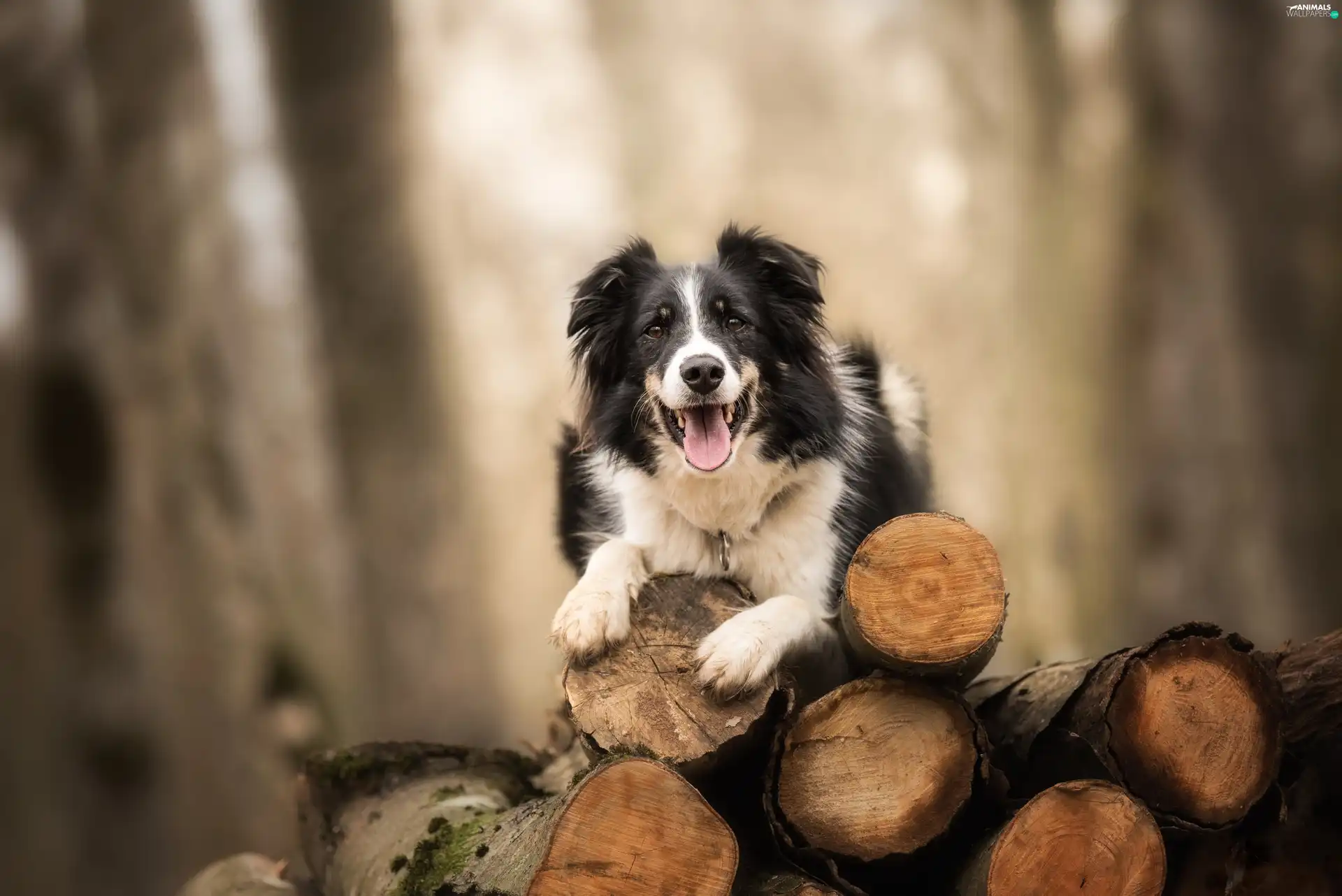 trees, Bale, Border Collie, cut, dog