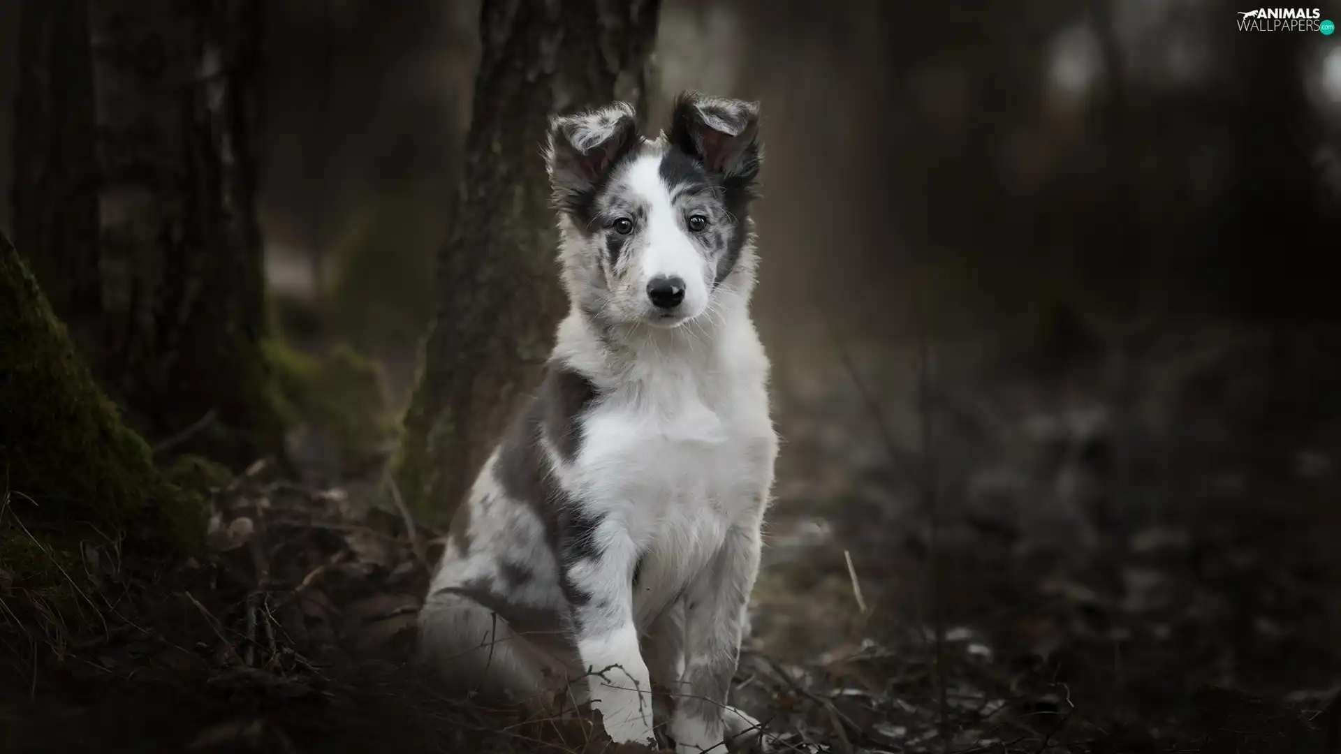 trees, viewes, Border Collie, Puppy, dog