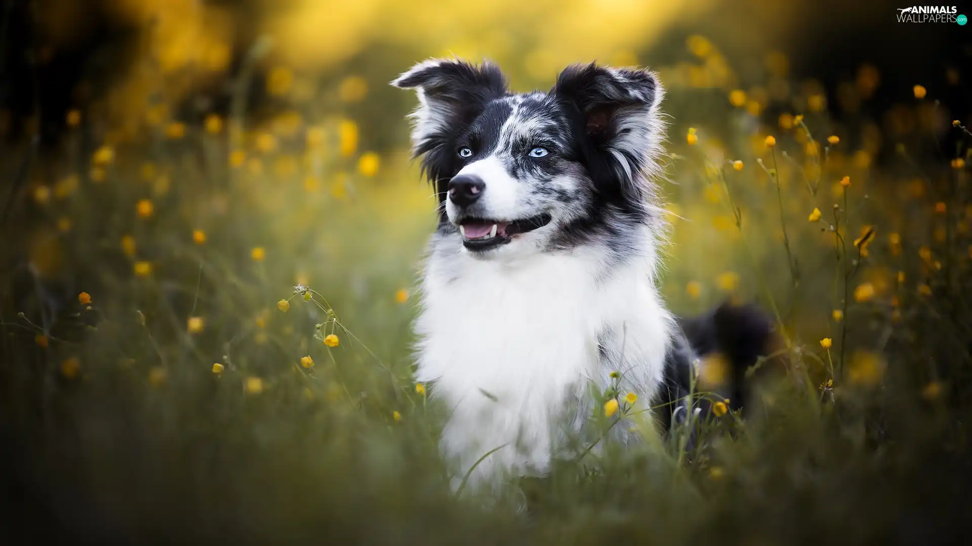 Yellow, Flowers, Border Collie, Meadow, dog