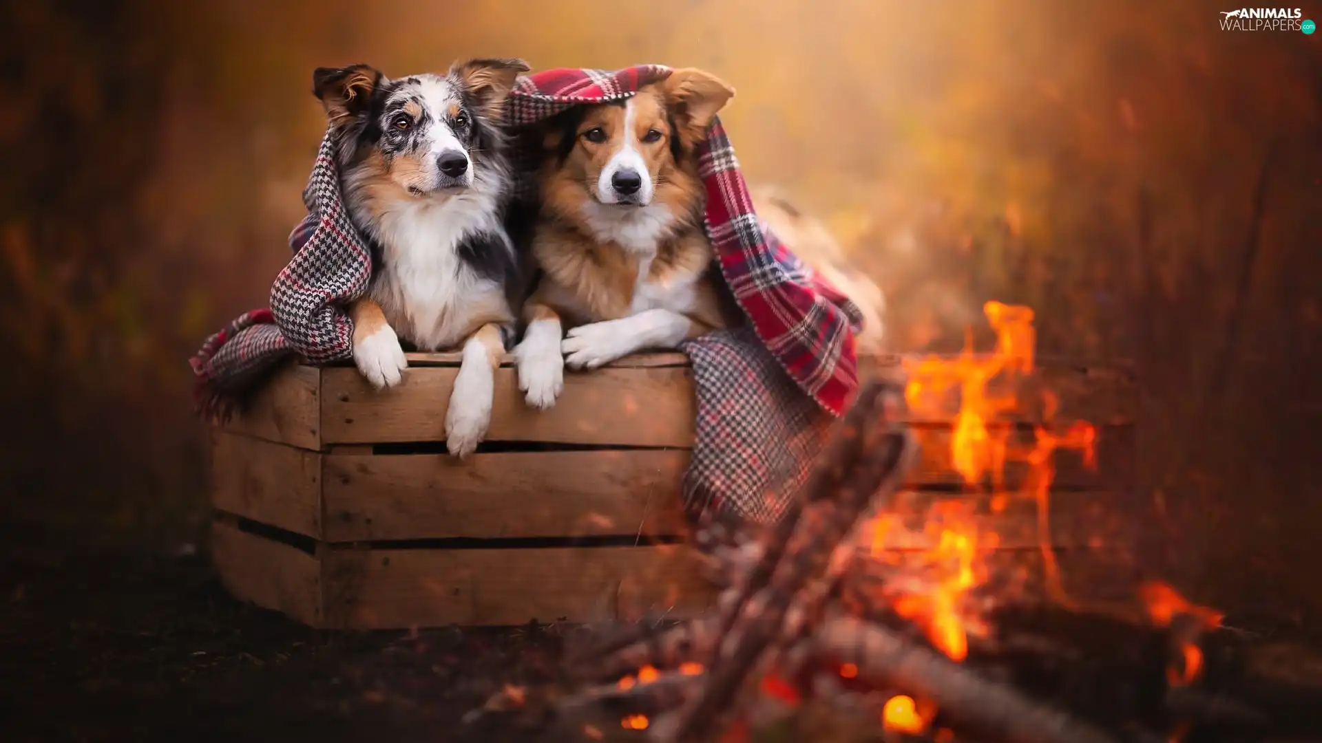 coverlet, fire, Border Collie, box, Dogs