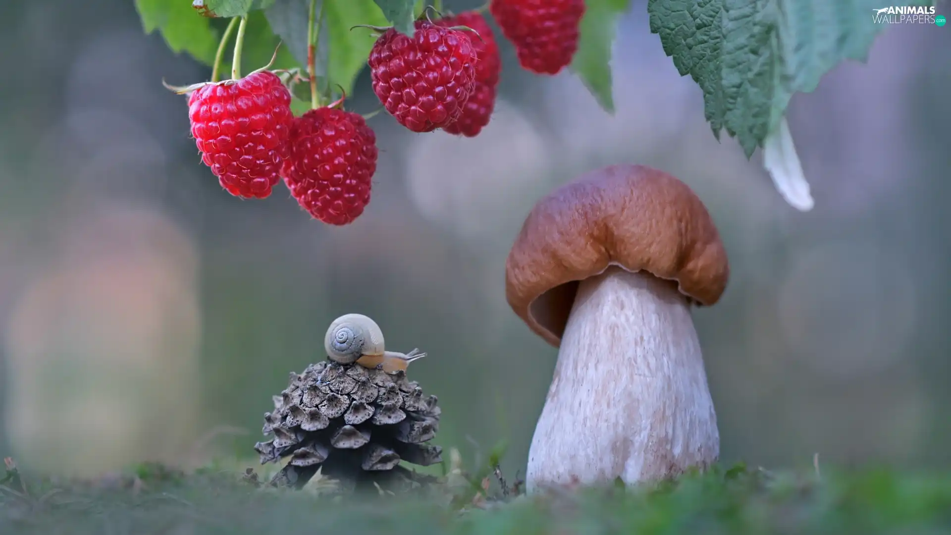 snail, cone, boletus, raspberries, Mushrooms