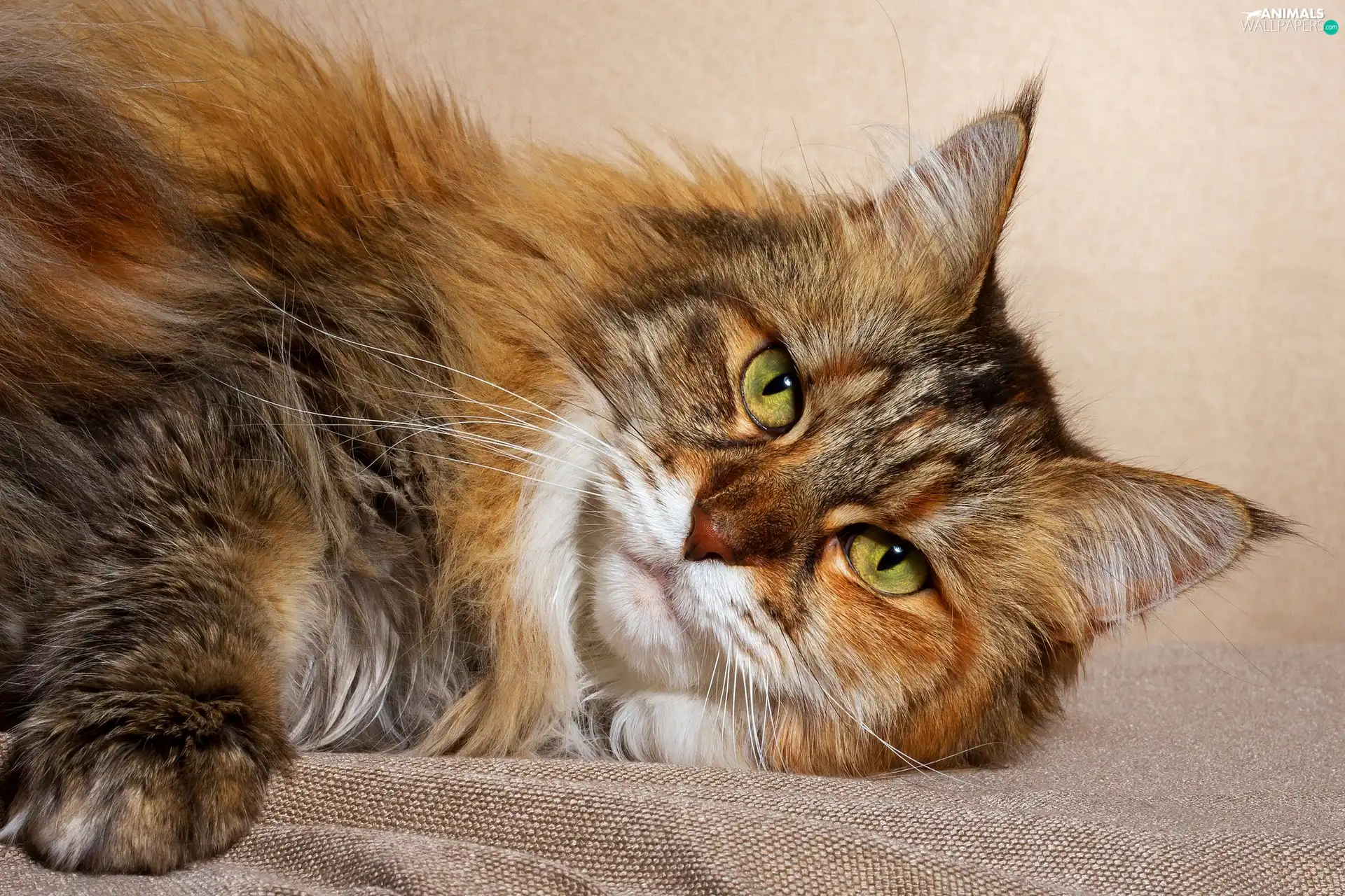 cat, lying, Maine Coon