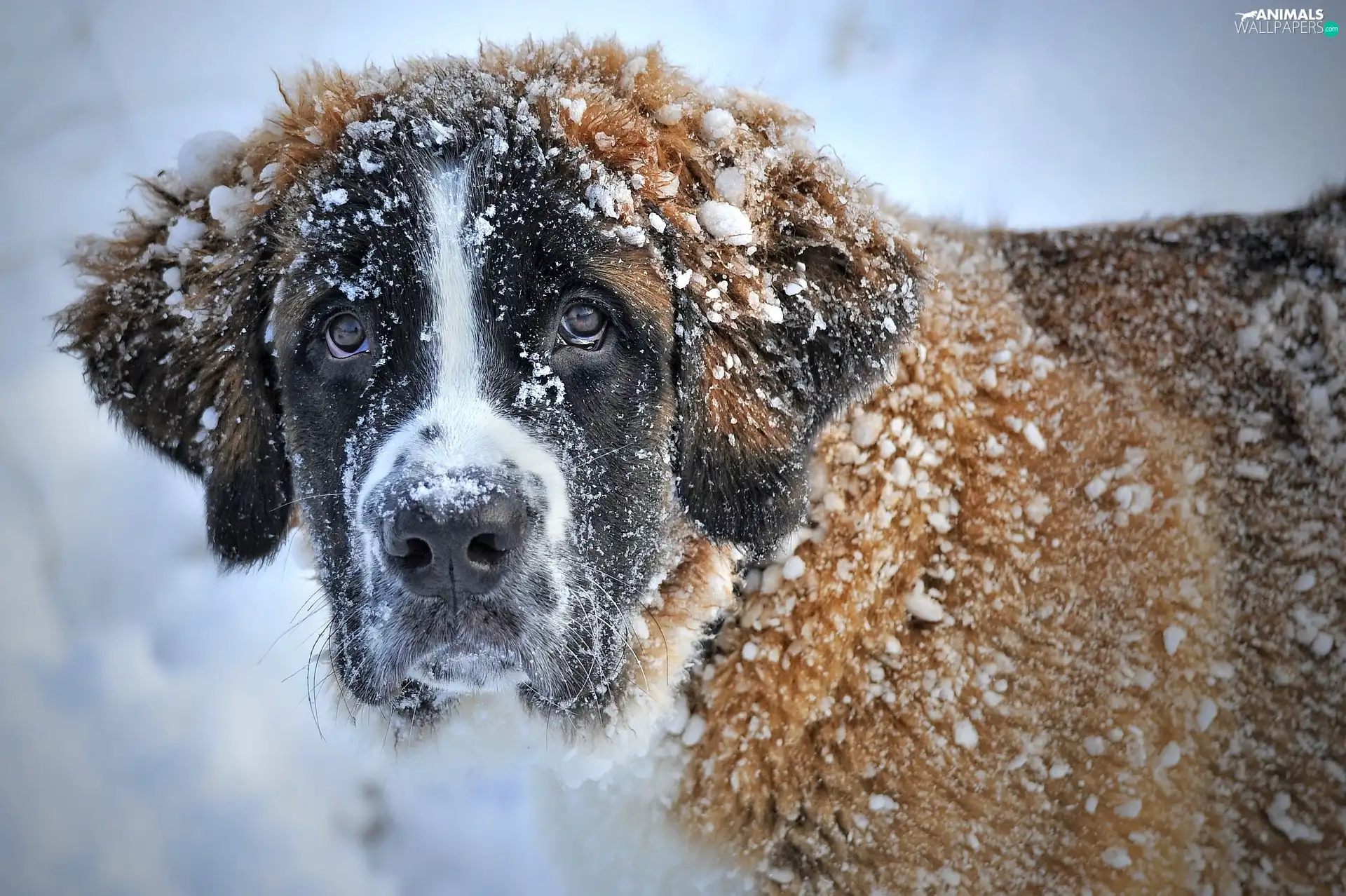dog, A snow-covered, hair, Bernard