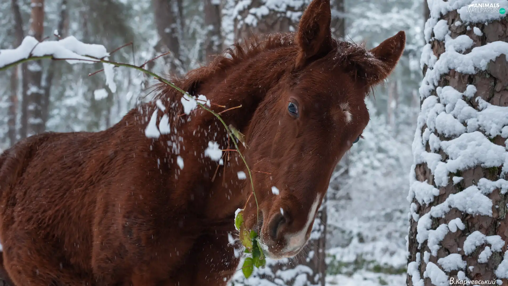 Brown, A snow-covered, twig, Horse