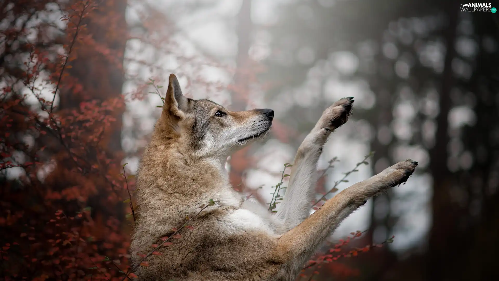 Czechoslovakian Wolfdog, dog, muzzle, paws, Bush, leaves, trees, viewes, forest
