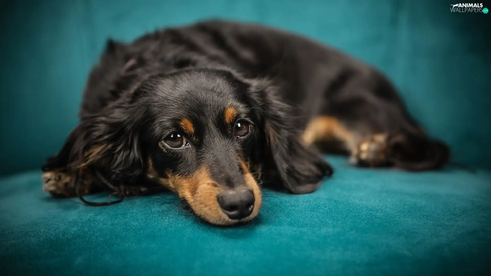Black, dog, green ones, background, tan, long-haired Dachshund