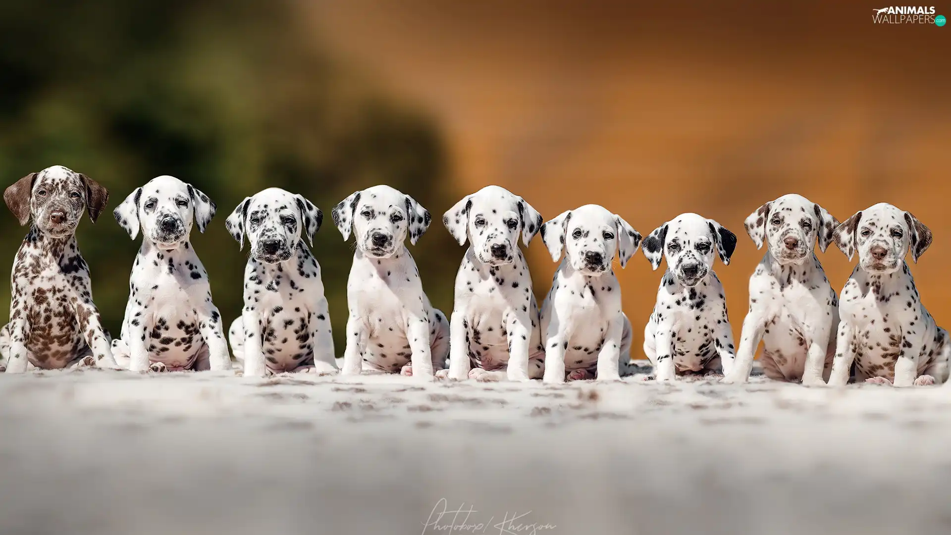 Dalmatians, Dogs, puppies
