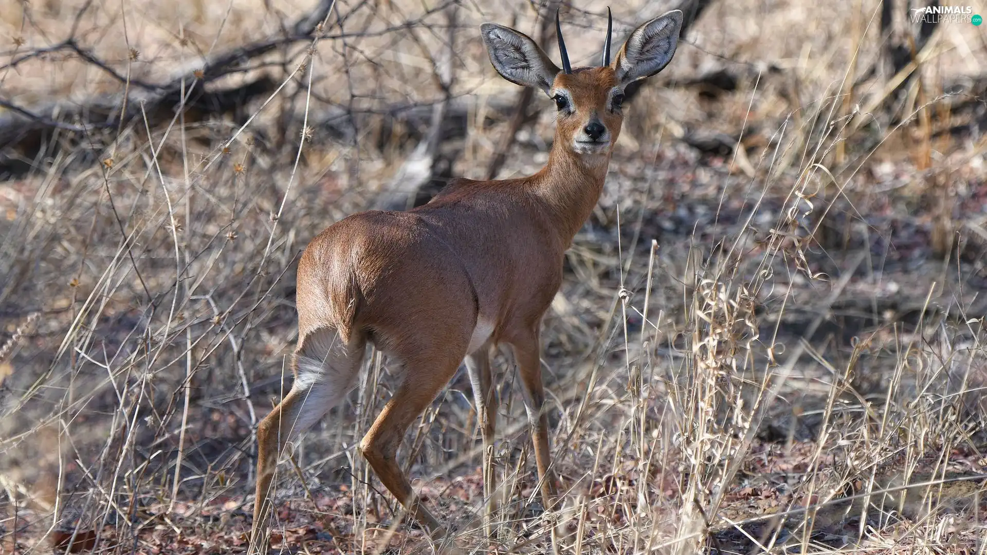 young, dry, grass, deer