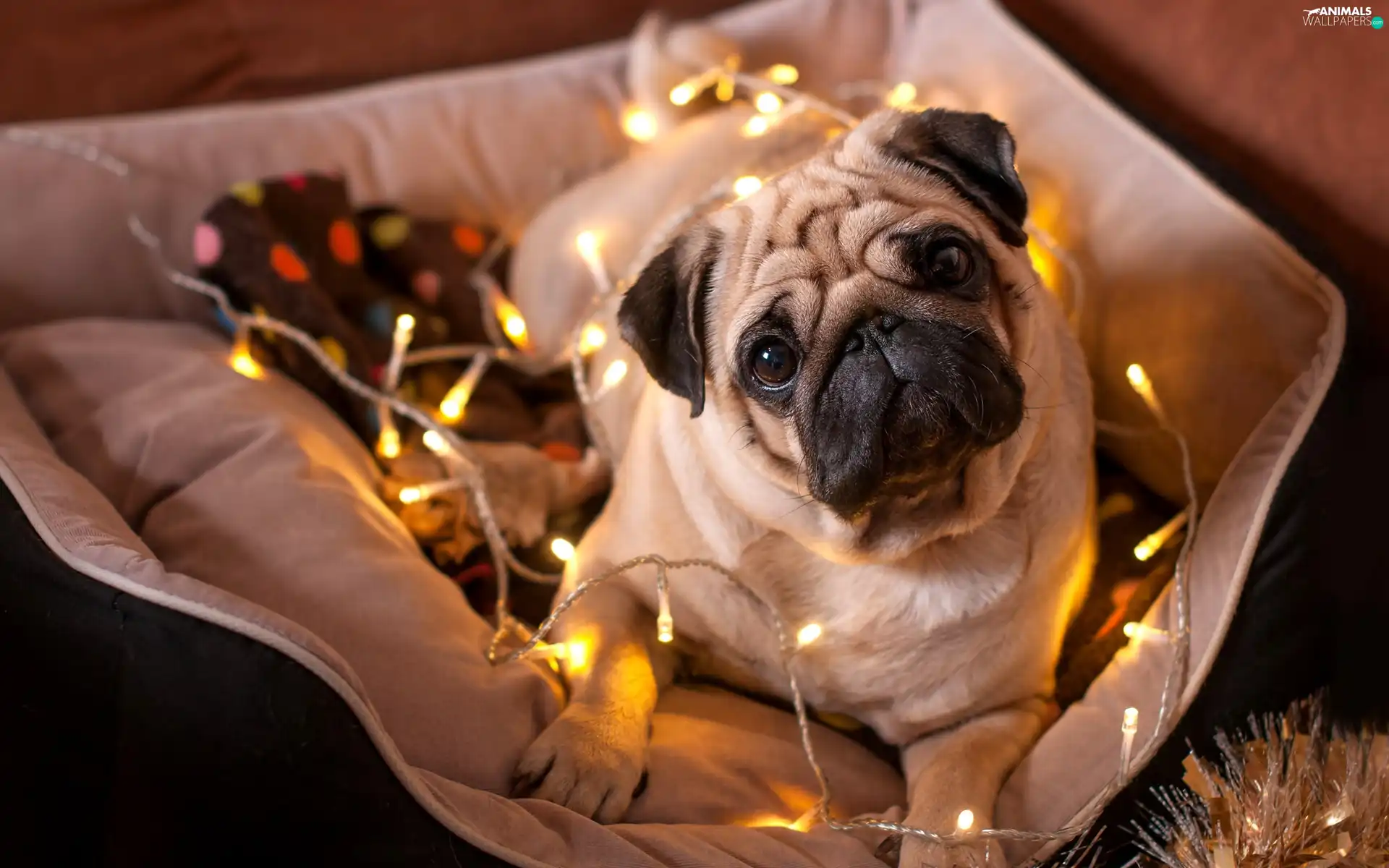 pug, Lights, dispatch, Christmas