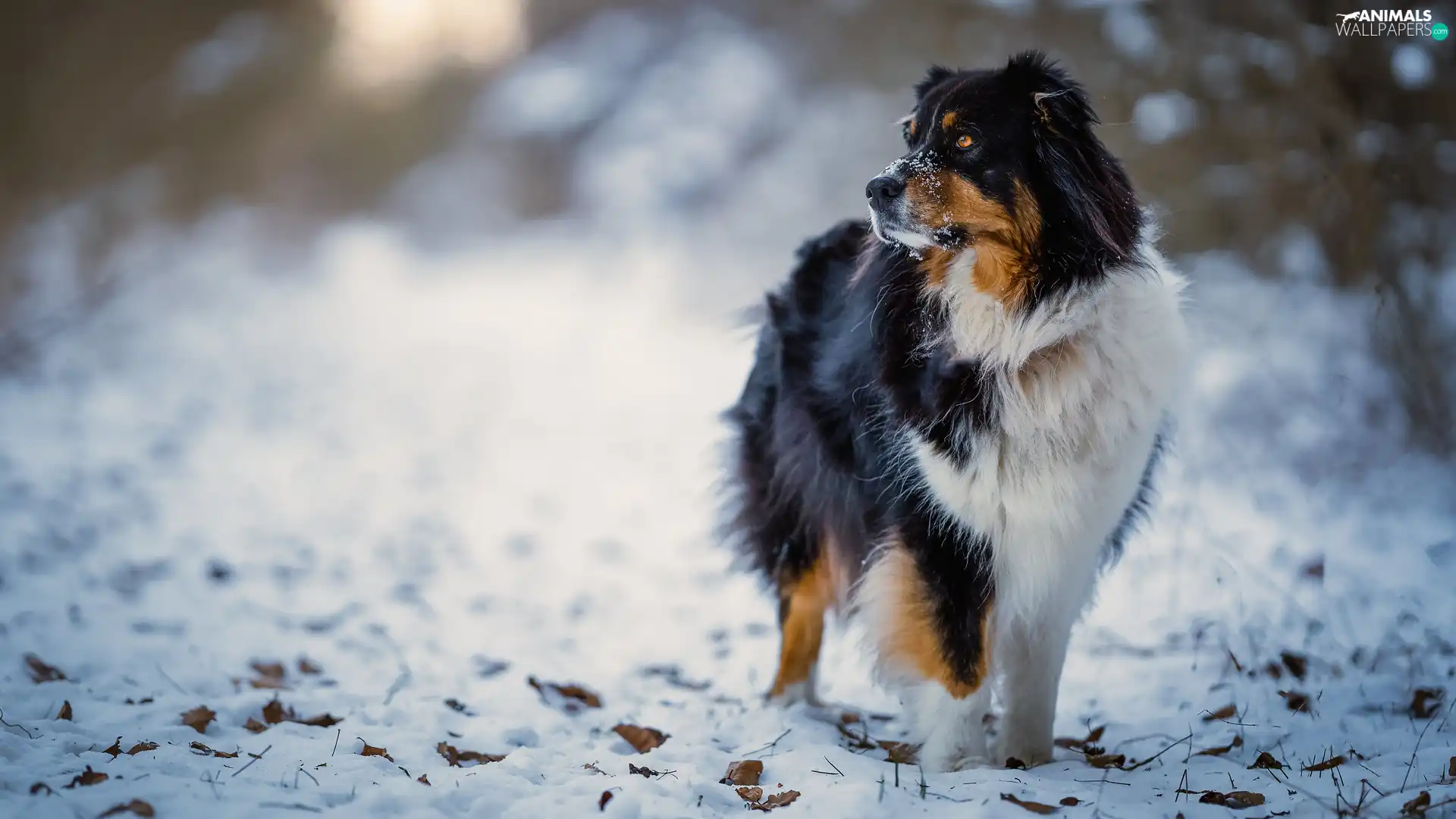 muzzle, snow, Australian Shepherd, A snow-covered, dog