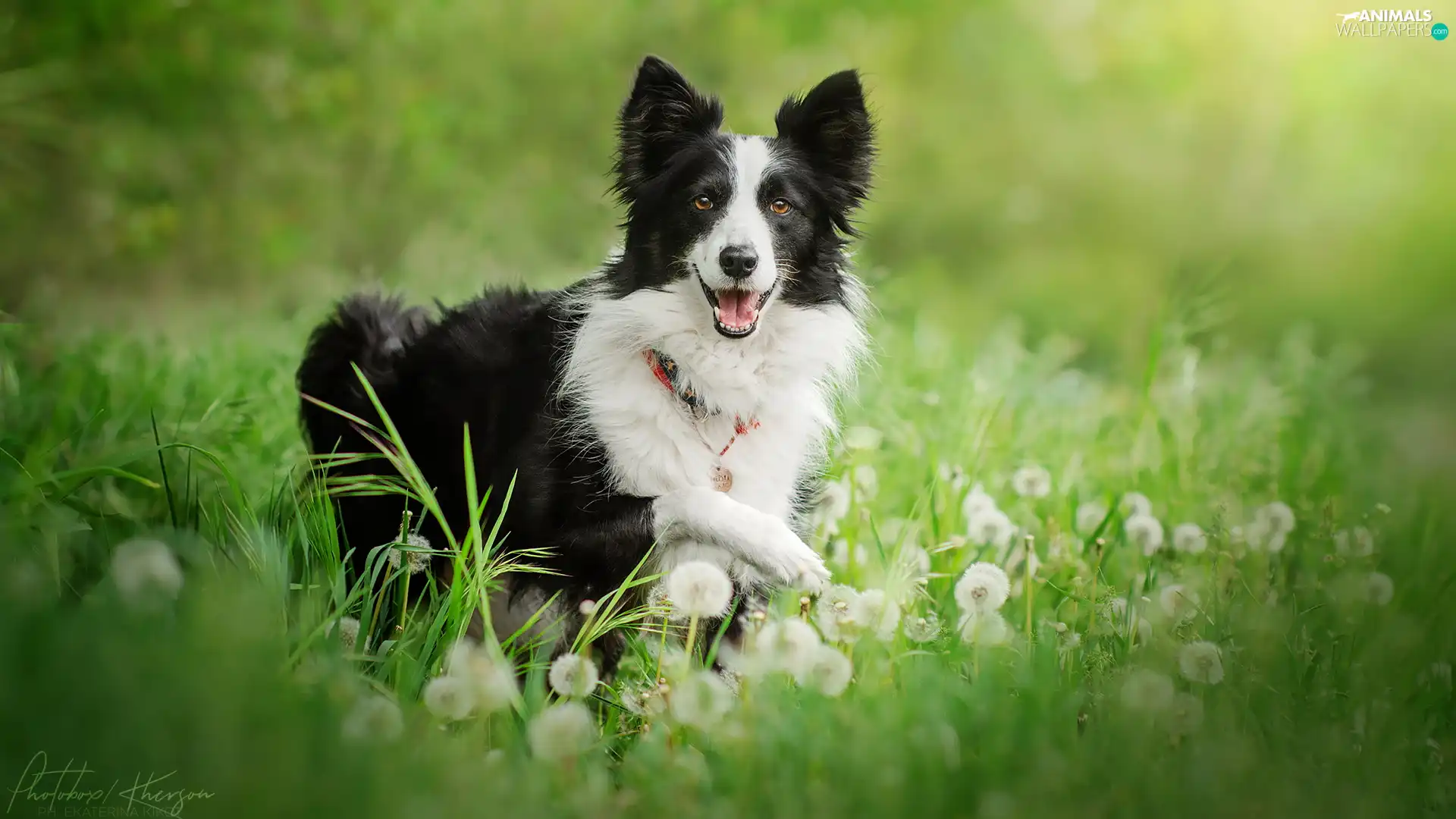 grass, dandelions, black and white, Border Collie, dog