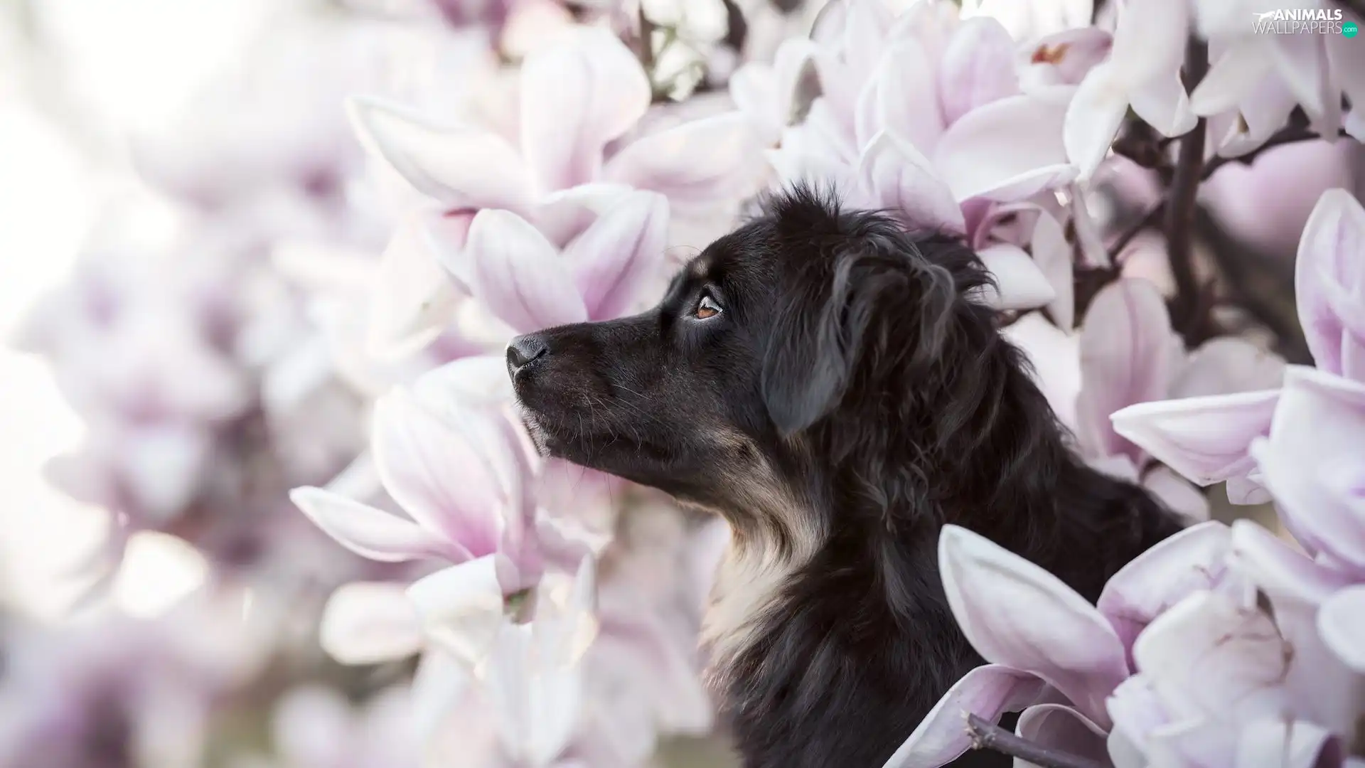 Black, Flowers, Magnolias, dog