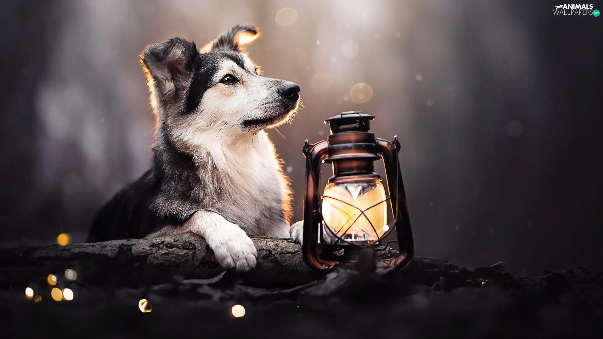 dog, Oil Lamp