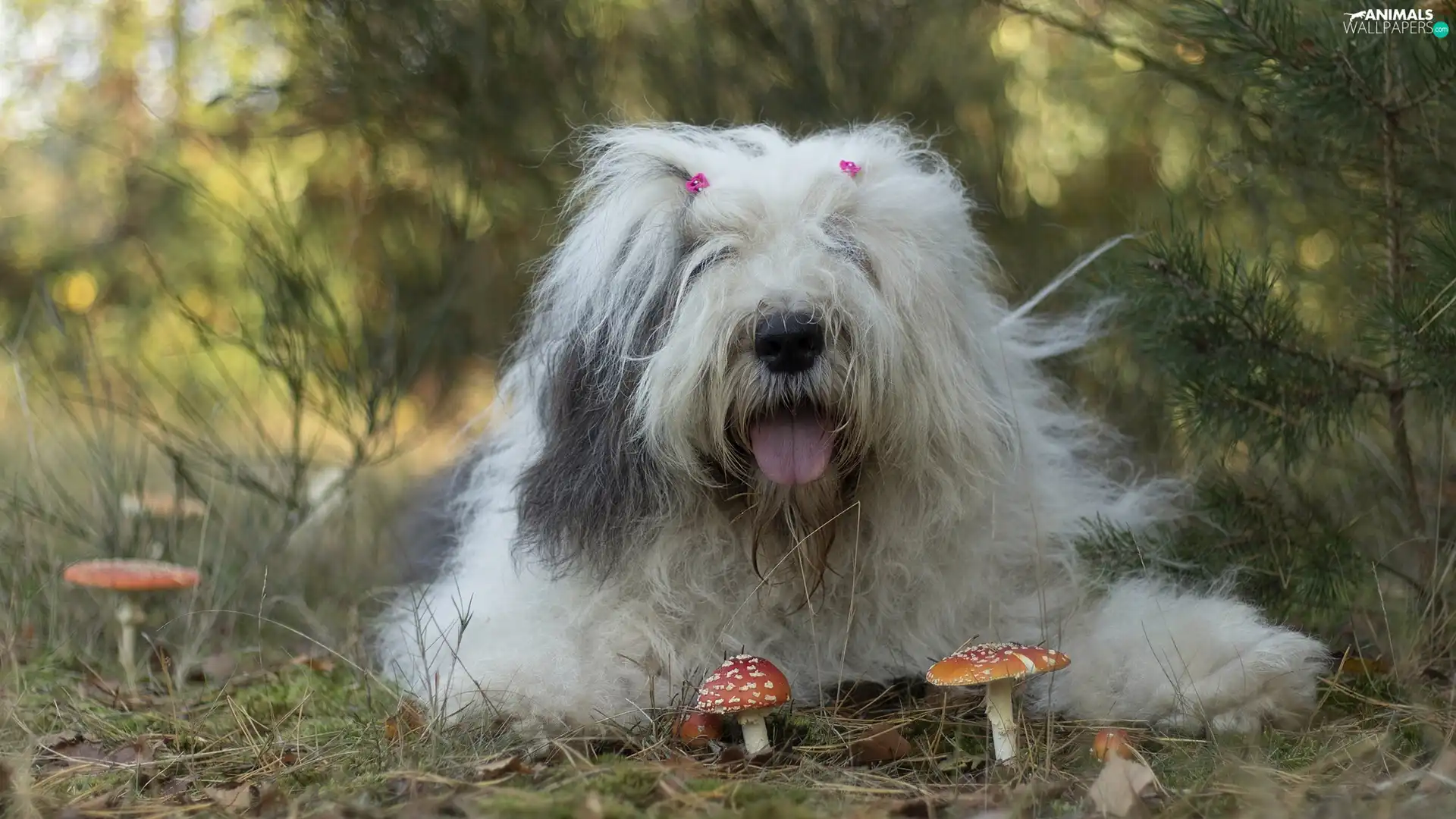 mushrooms, dog, Old English Sheepdog