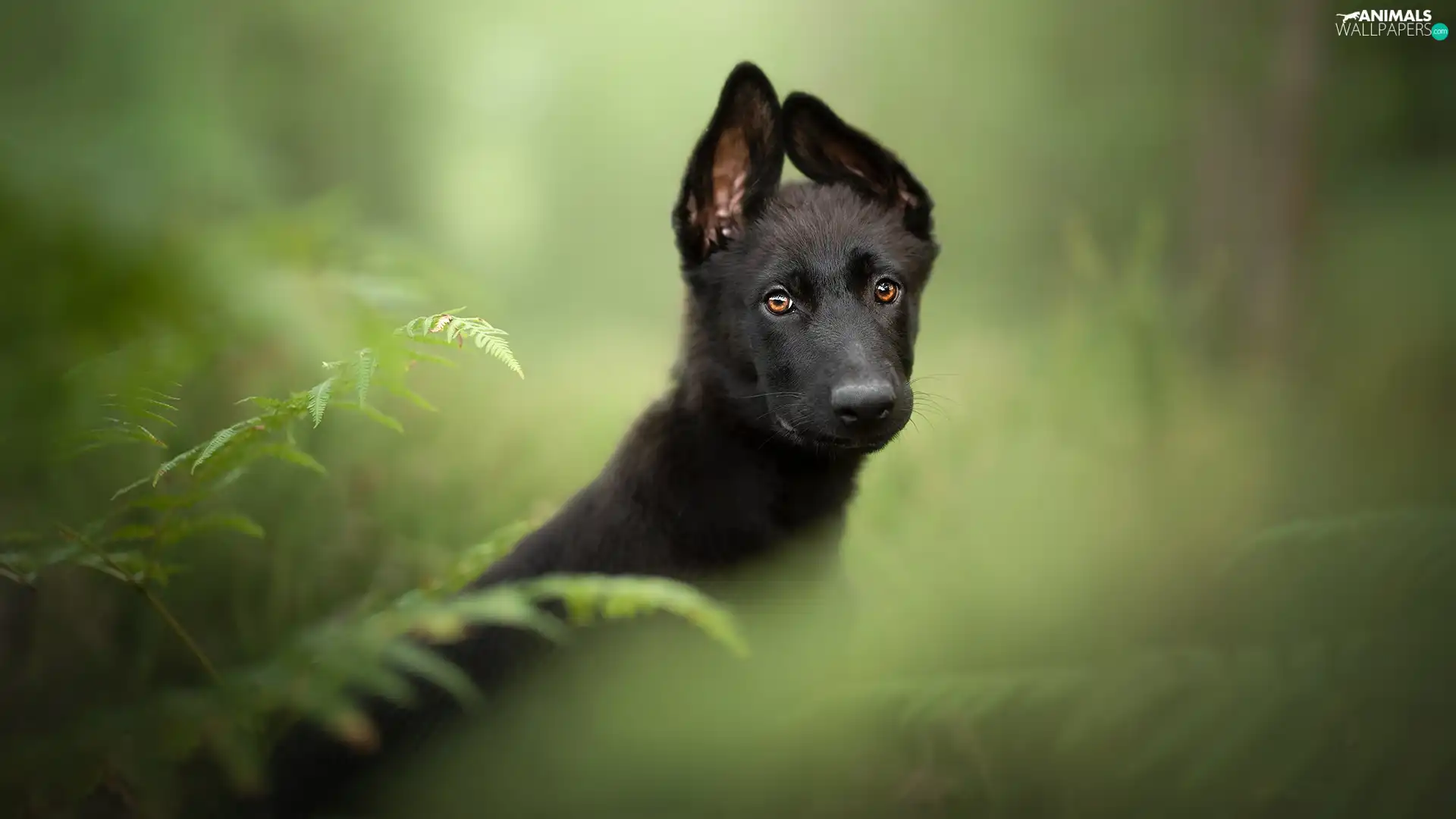 Leaf, Fern, Puppy, Black German Shepherd Dog, dog
