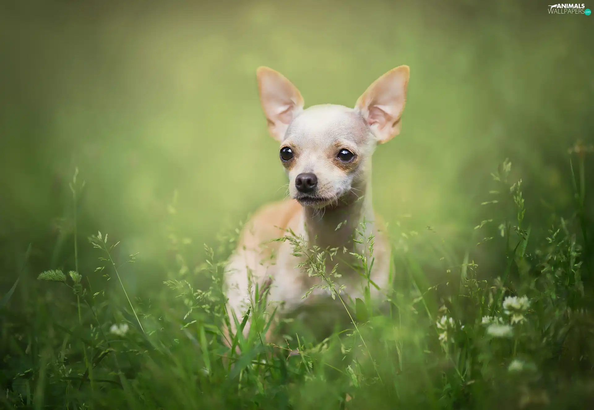 grass, dog, Short-haired Chihuahua