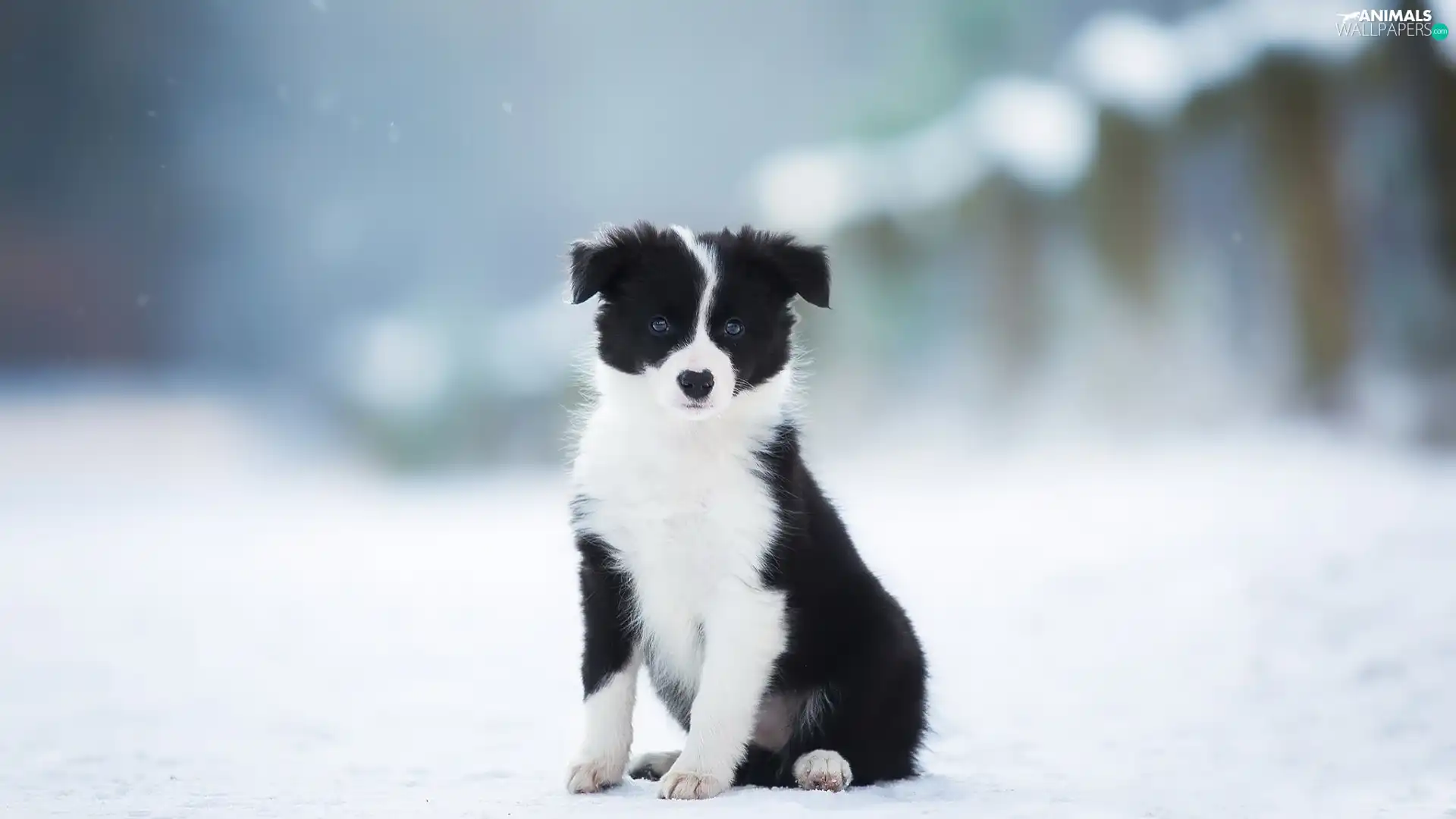 Border Collie, winter, Puppy, black and white, dog