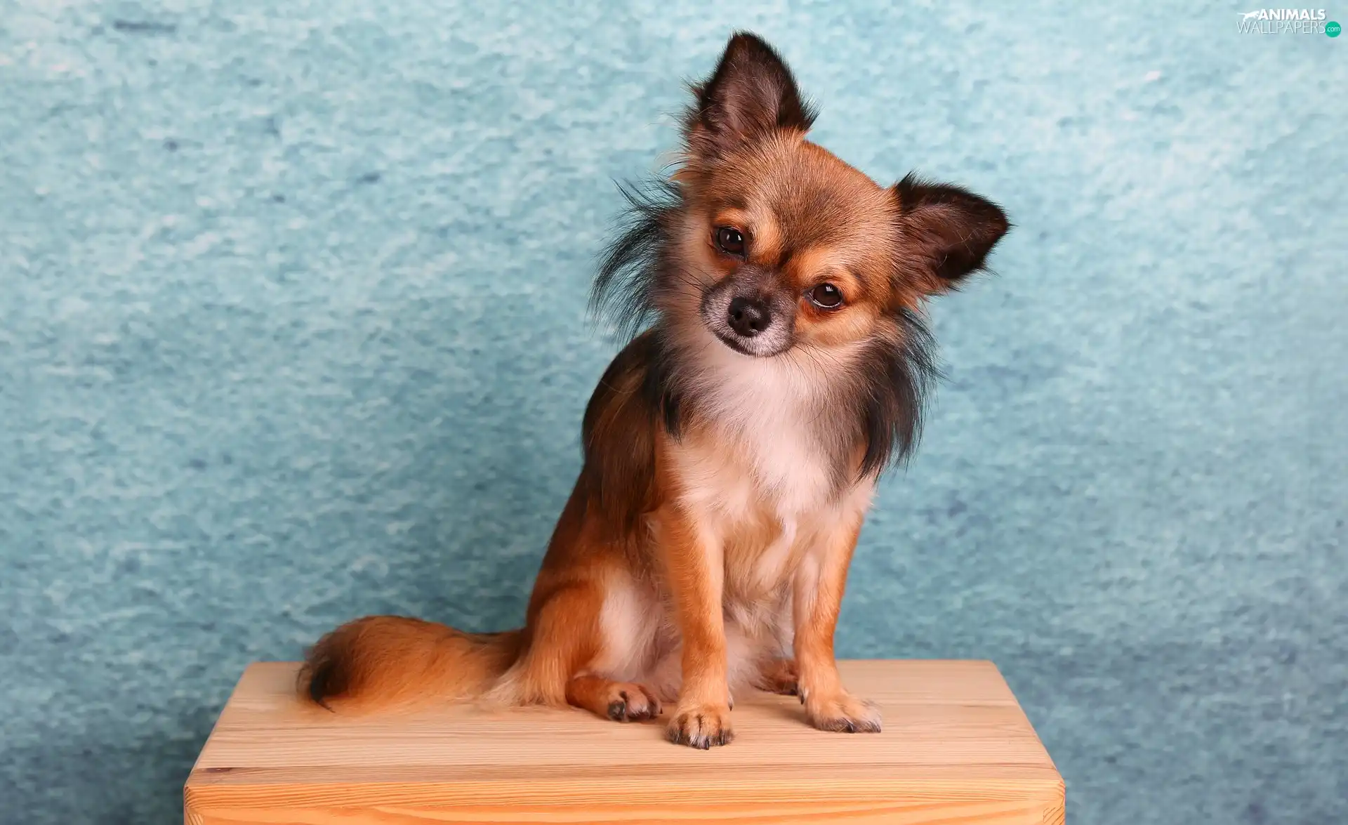 Long-haired Chihuahua, doggy
