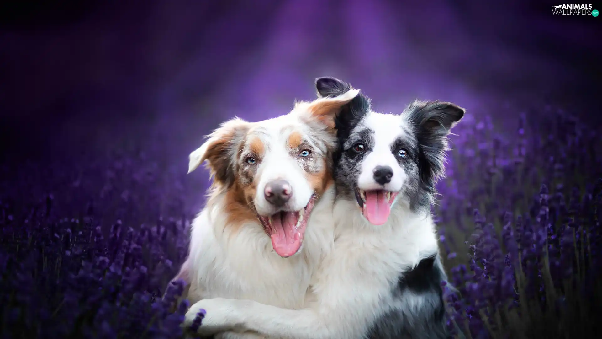 Border Collie, lavender, Dogs, Two cars, smiling