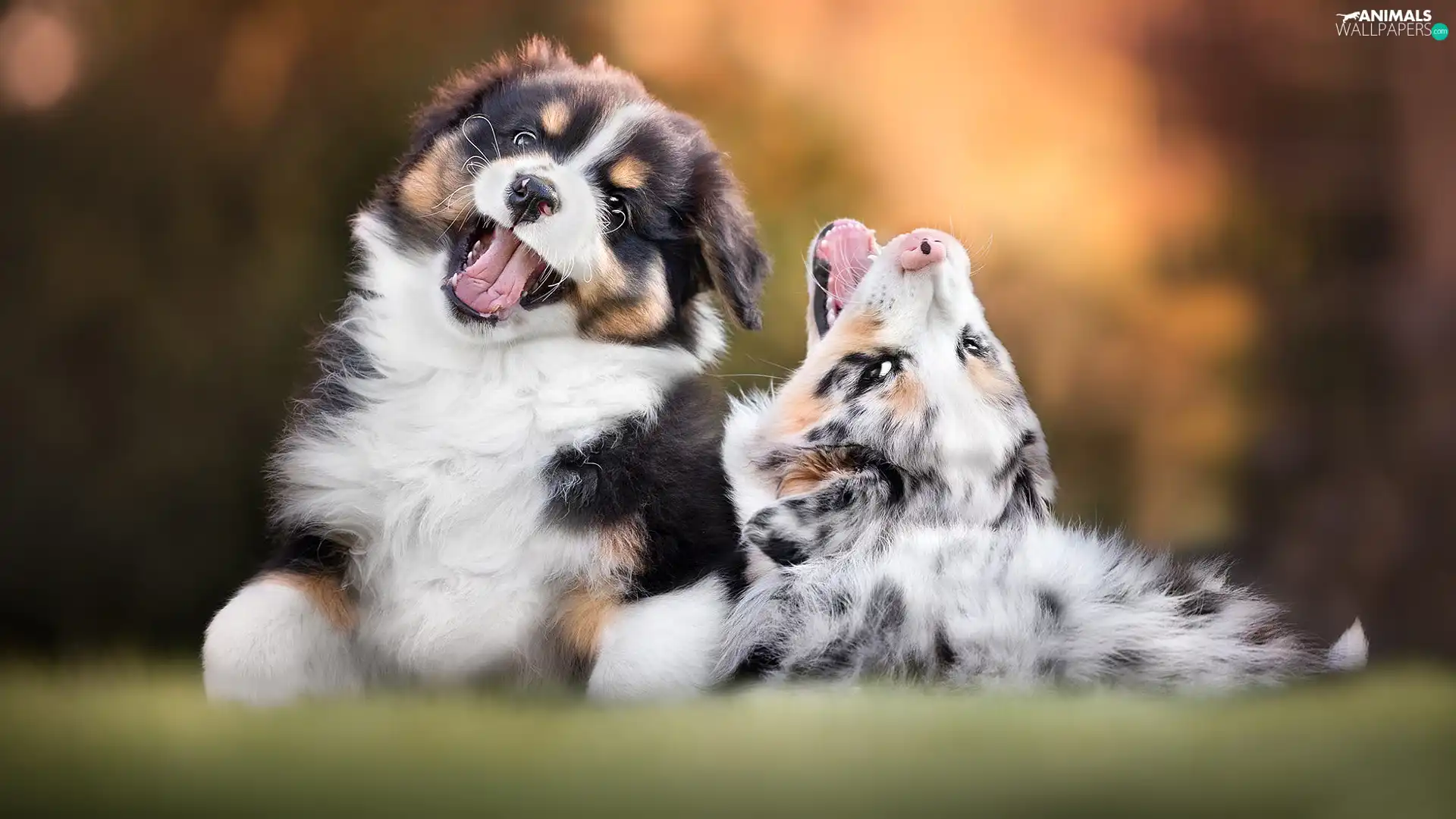 Australian Shepherds, play, Dogs, puppies, Two cars