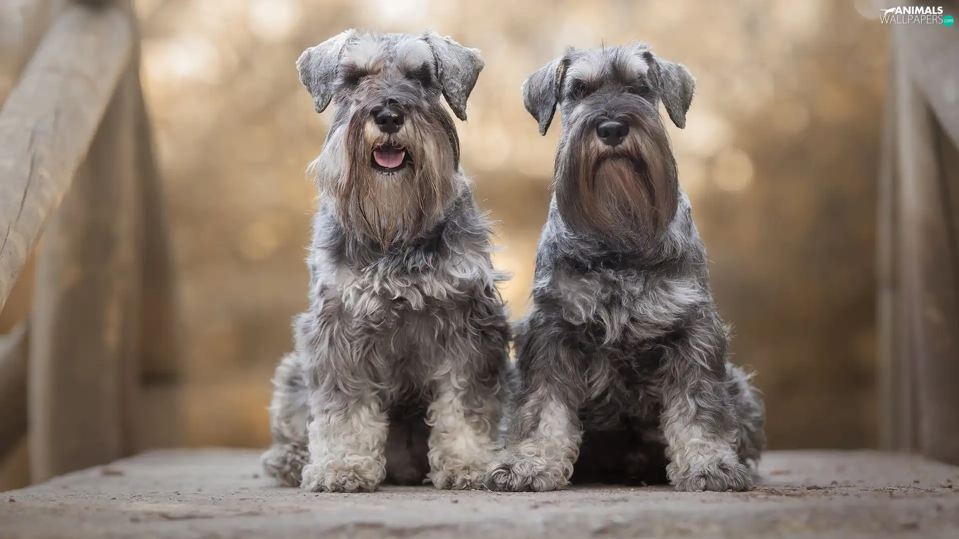 Schnauzers, Two cars, Dogs