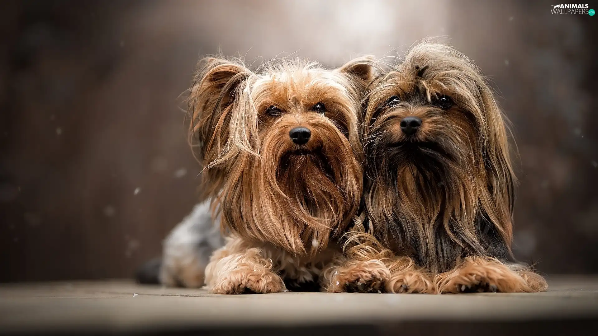Yorkshire Terrier, Two cars, Dogs