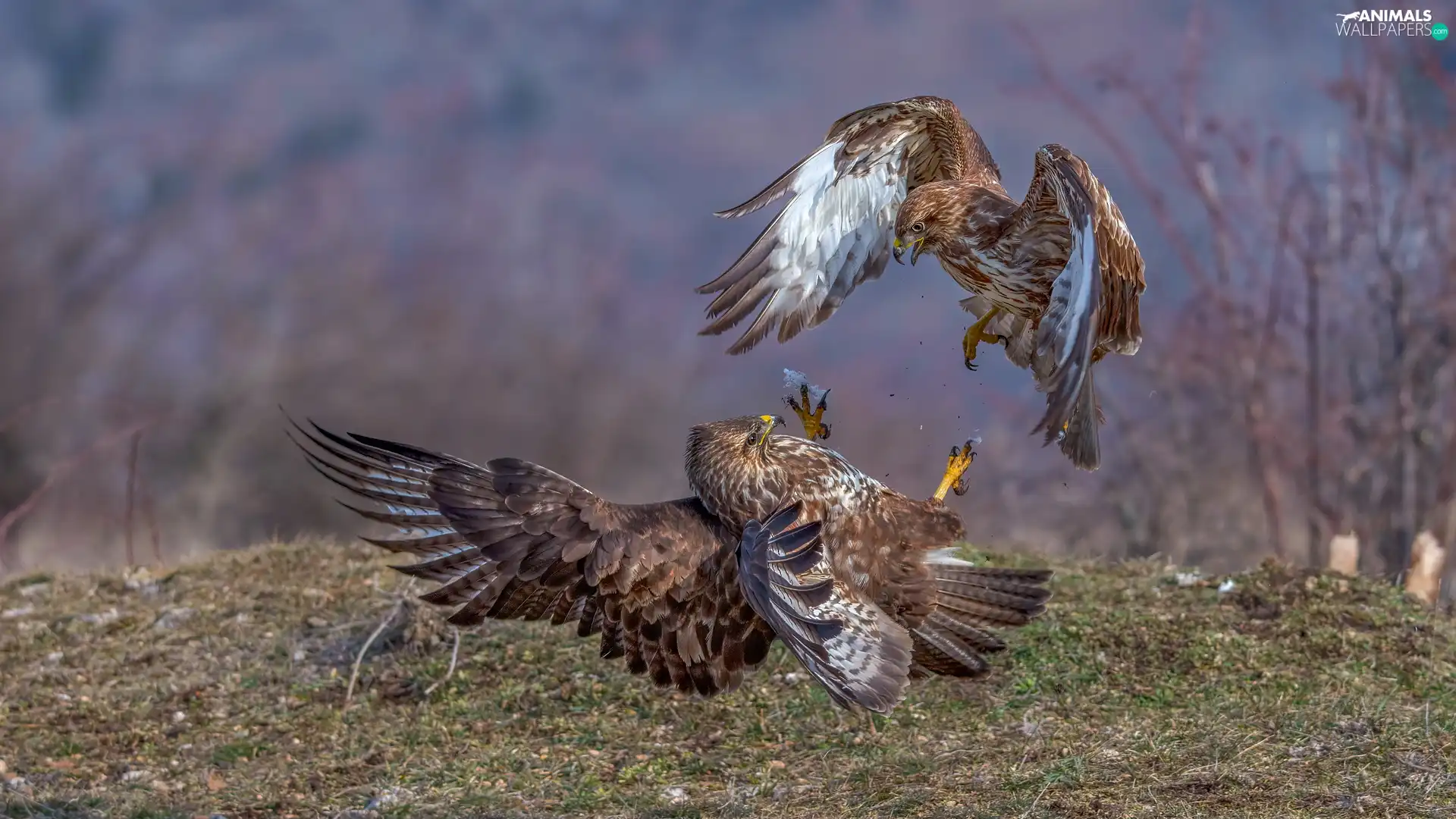 Two cars, Golden Eagles, Fight, birds