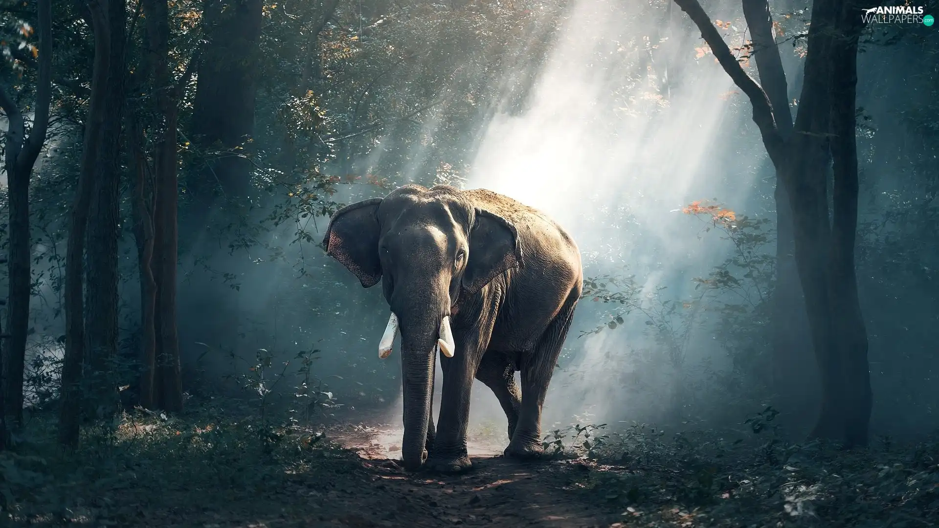 viewes, light breaking through sky, forest, trees, Elephant