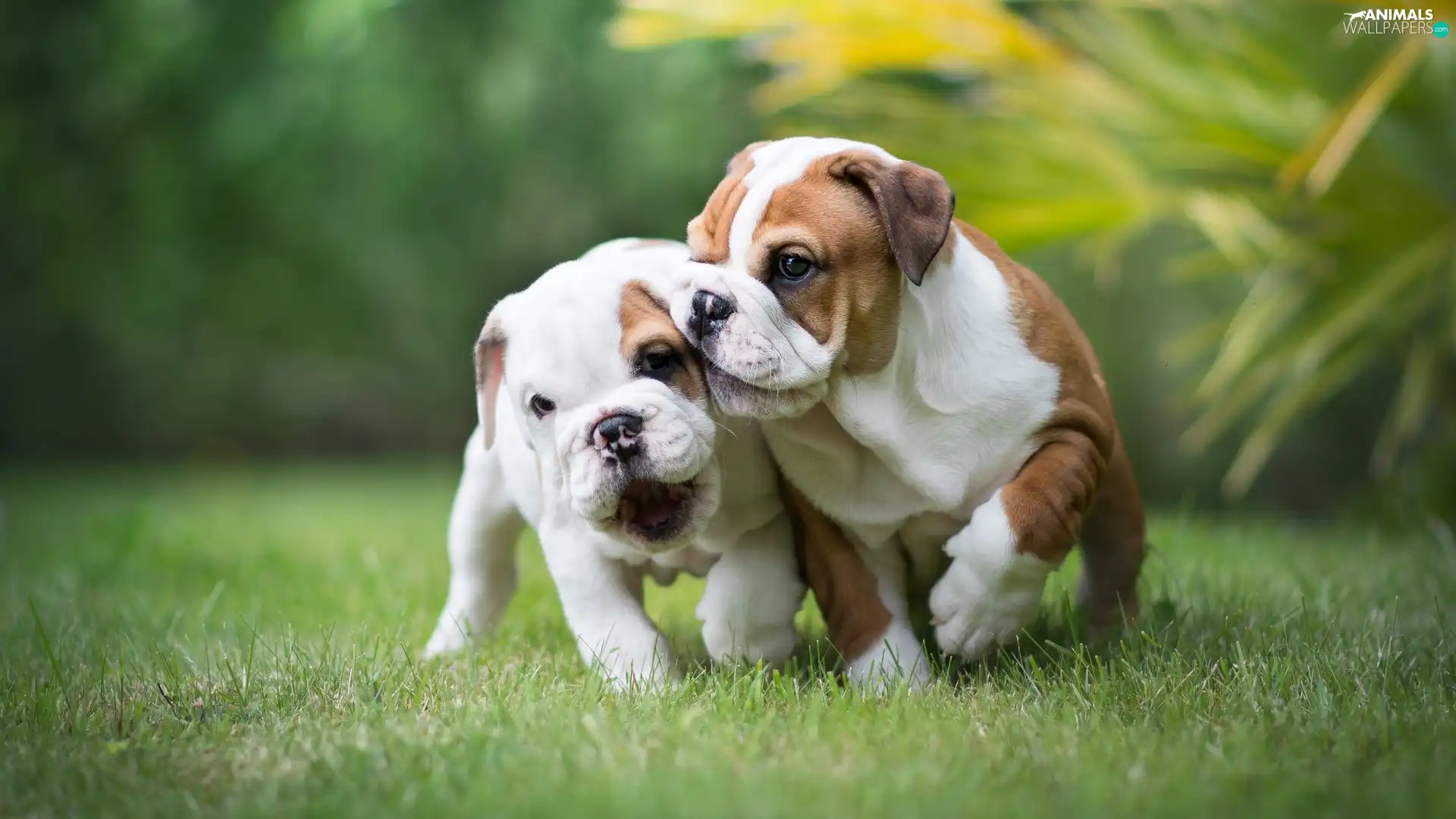 puppies, grass, Dogs, English Bulldogs, Two cars