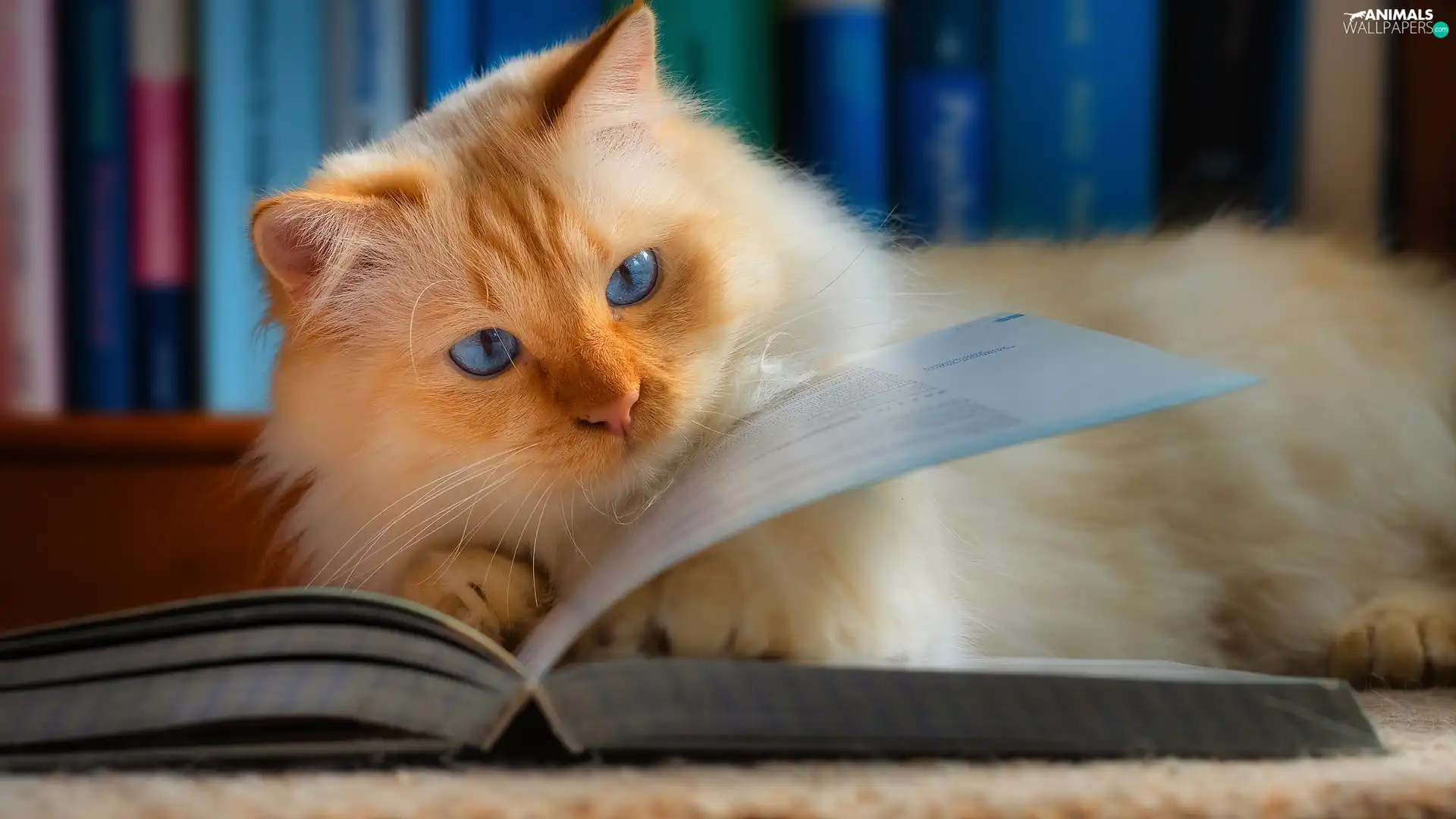 Blue Eyed, cat, Book, Reddish