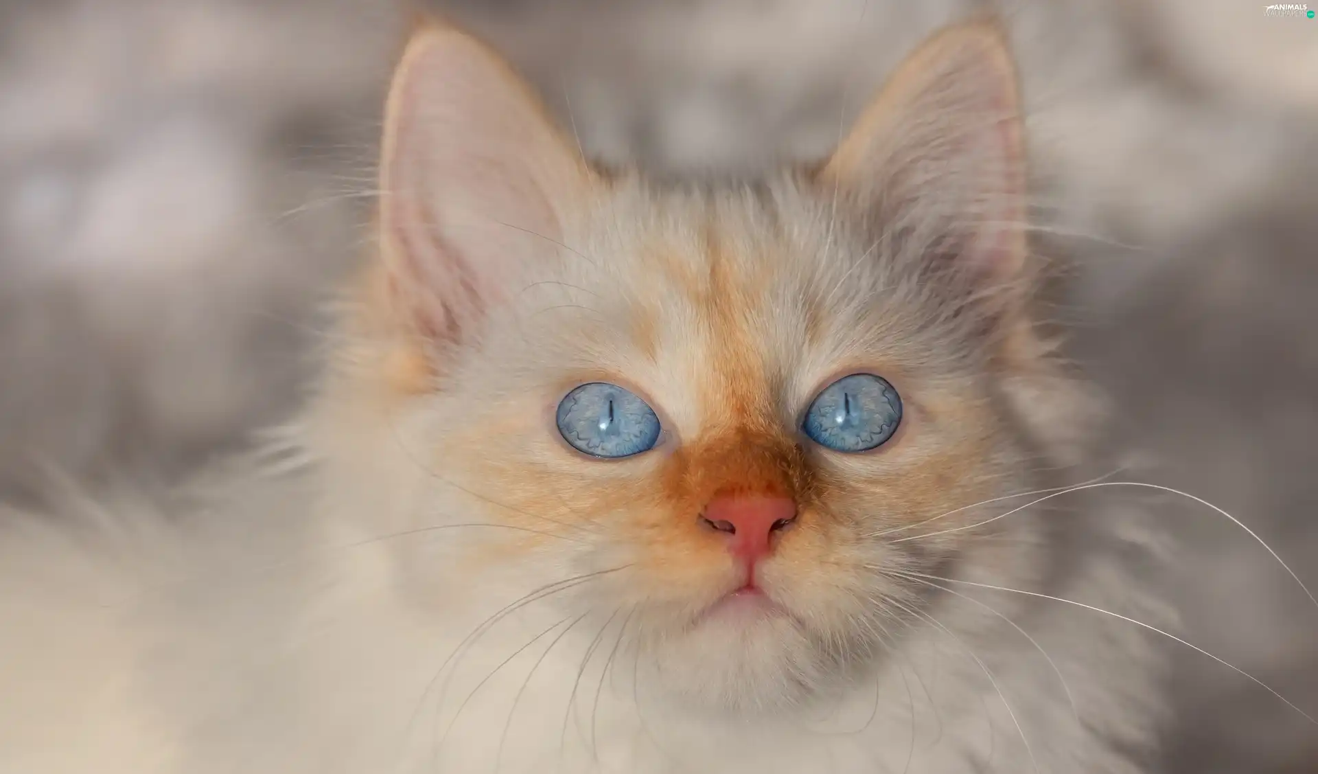Blue, Eyes, cat, muzzle, White
