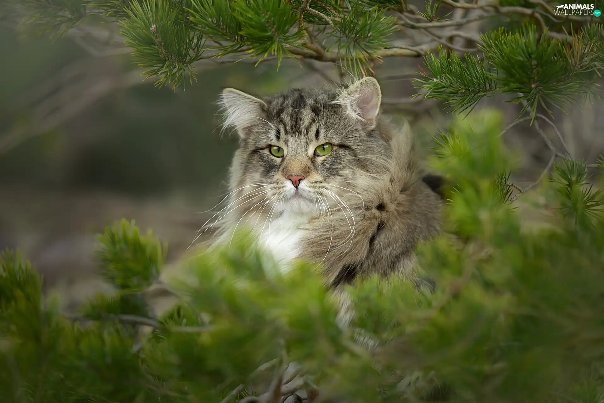 Eyes, branch pics, The look, green ones, Norwegian Forest Cat