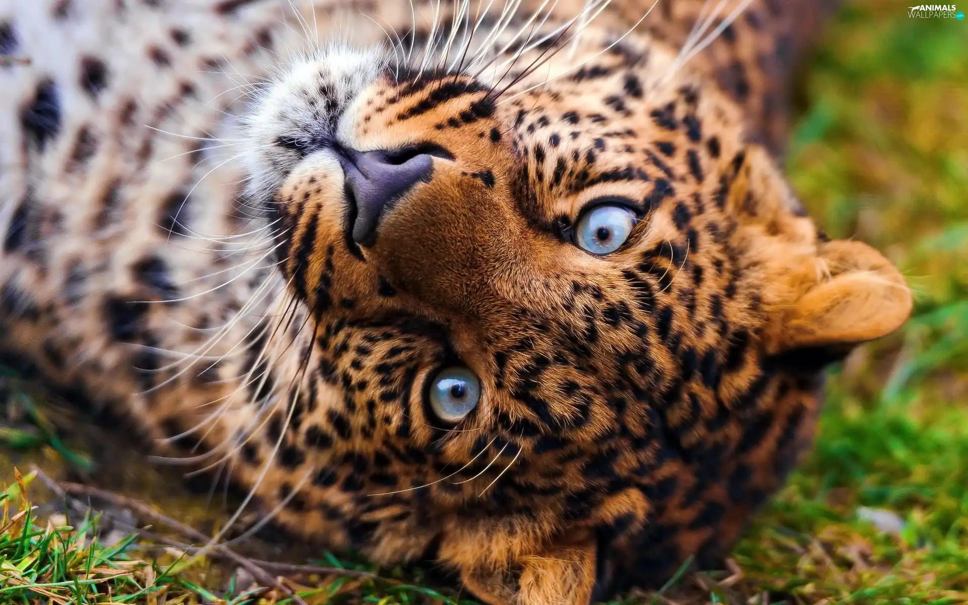Leopards, Eyes