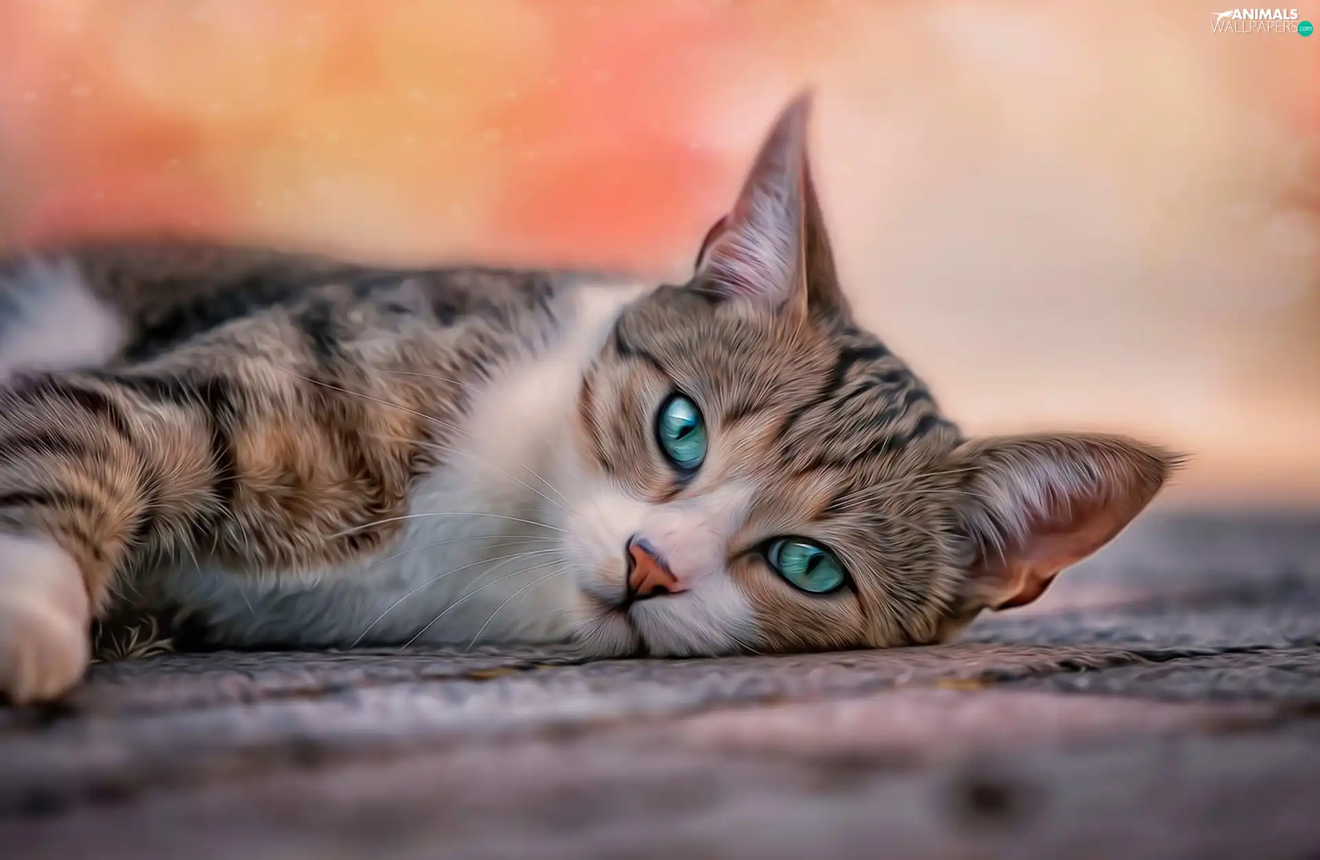 lying, turquoise, Eyes, cat