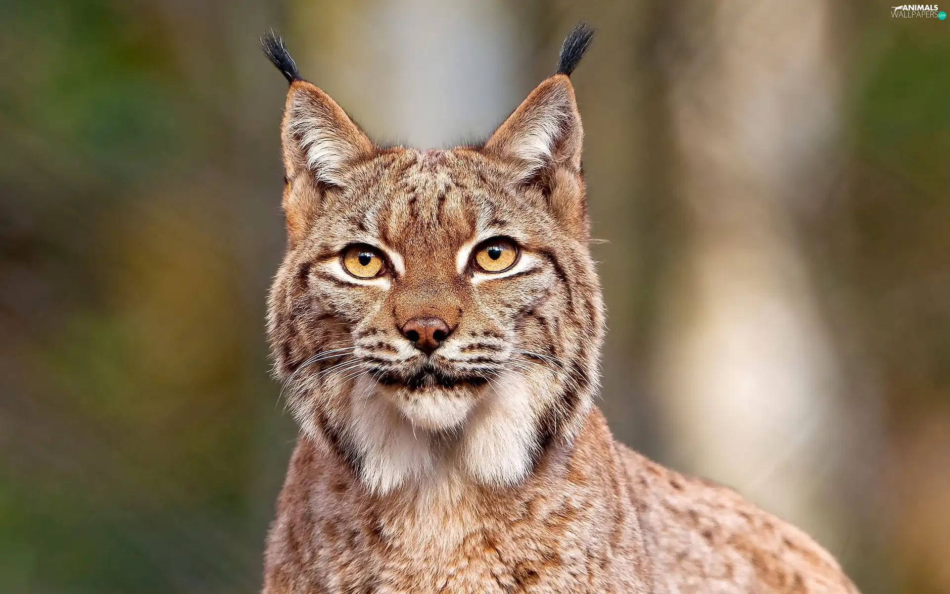 Lynx, Eyes
