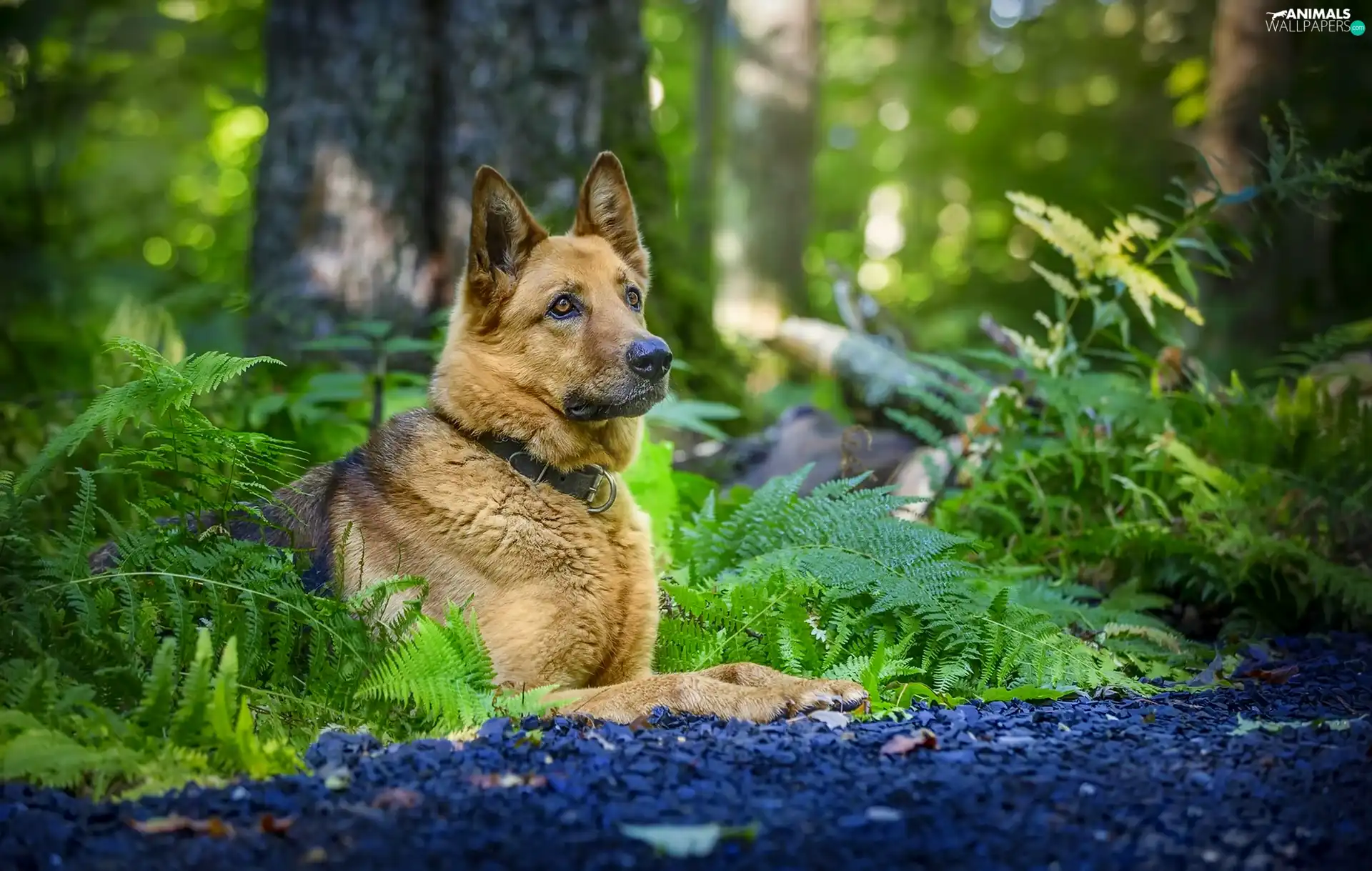 dog, fern, forest, German Shepherd